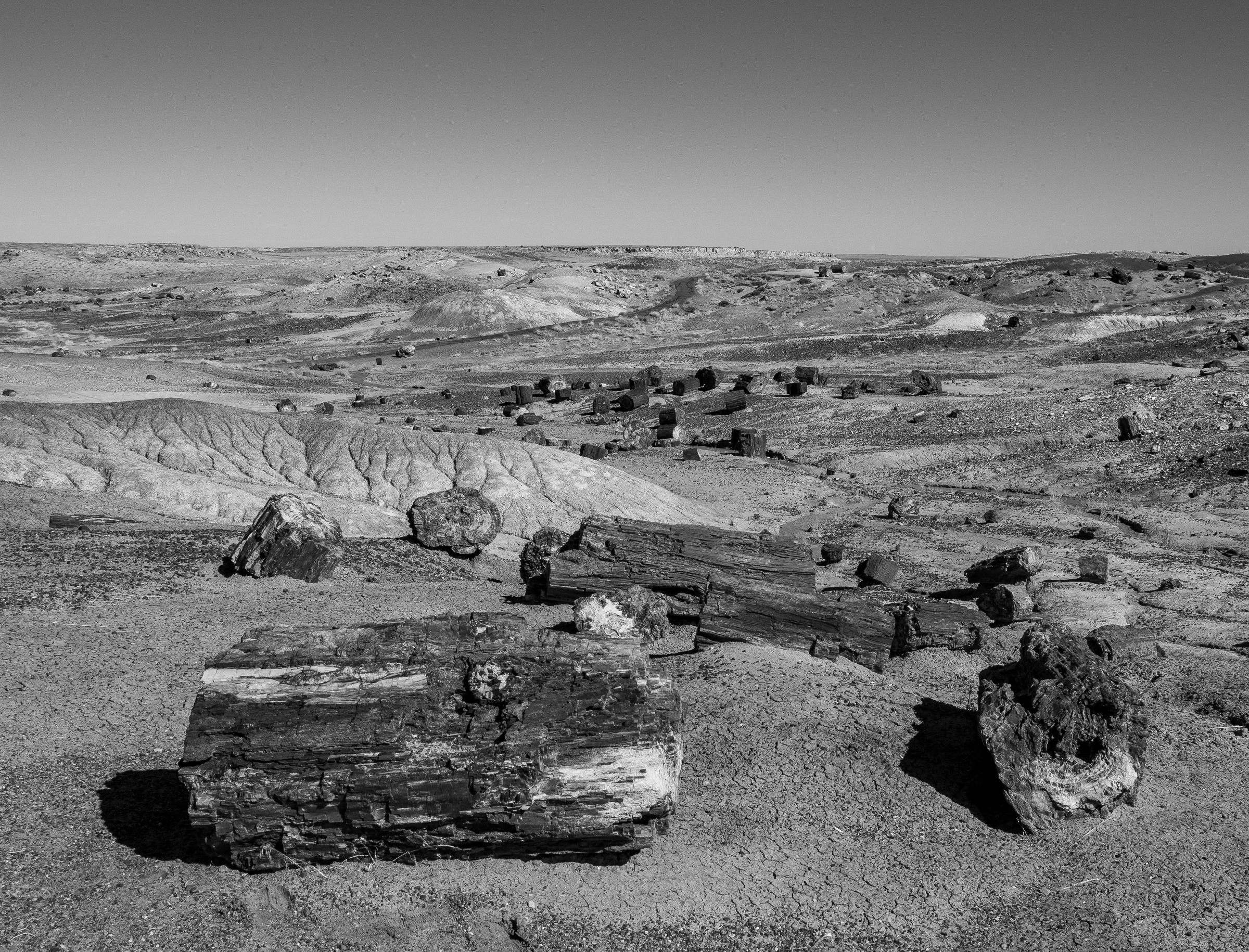 Petrified logs and rock formations dot a vast, arid landscape under a clear sky.