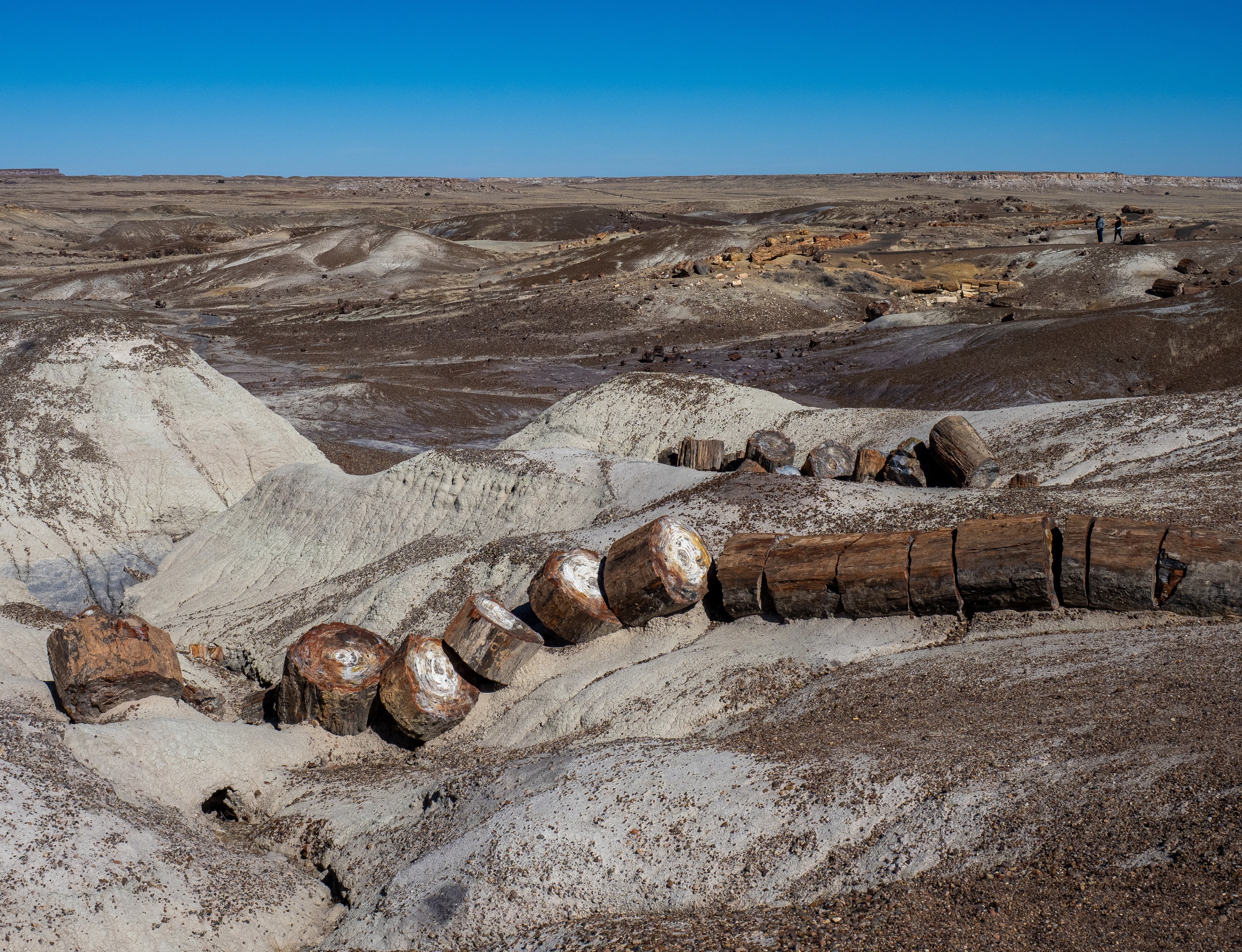 Petrified logs rest along a hillside within the arid, layered landscape of Petrified Forest National Park.