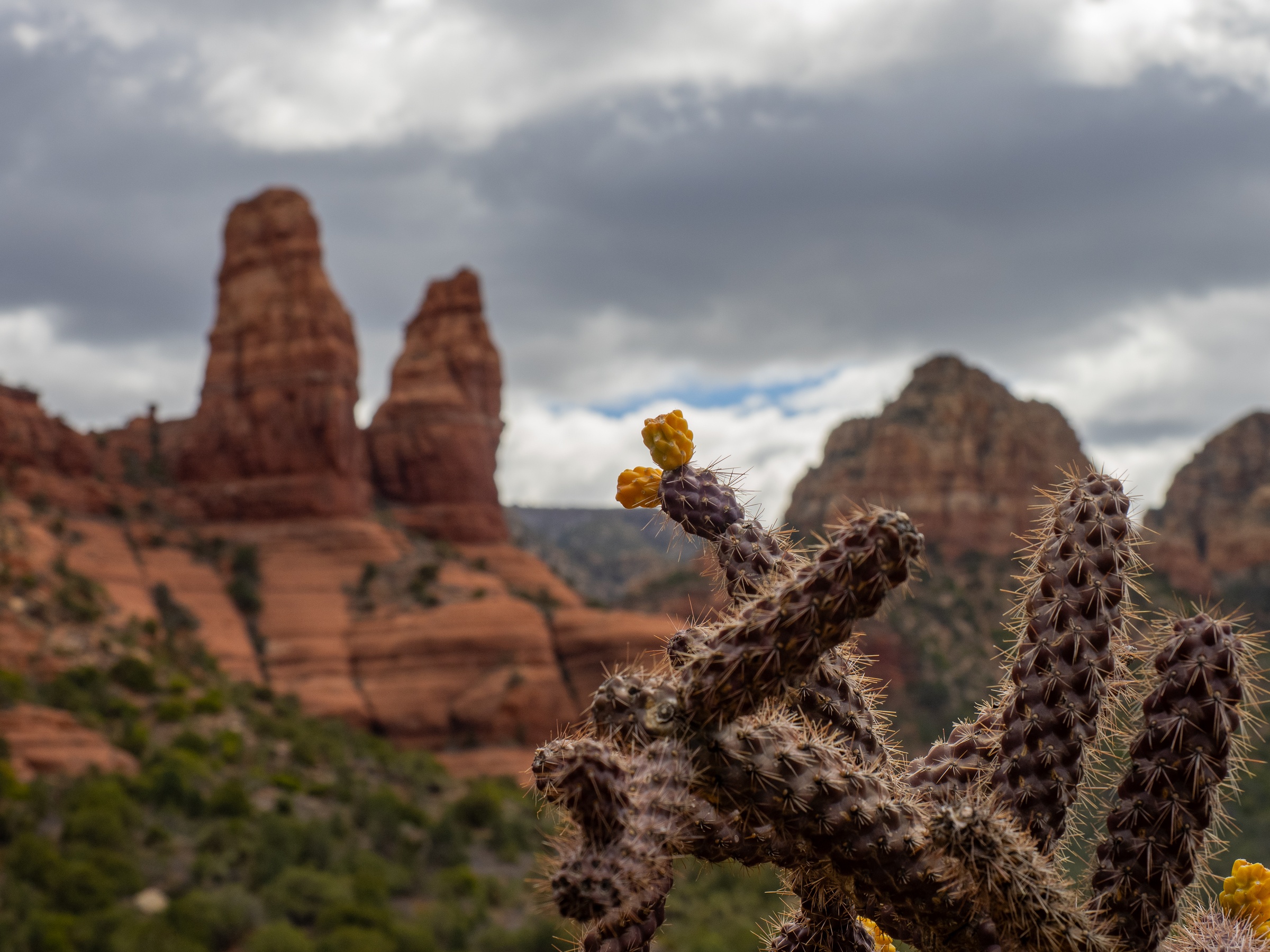 A prickly cactus stands in focus with red rock formations and cloudy skies blurred in the background.
