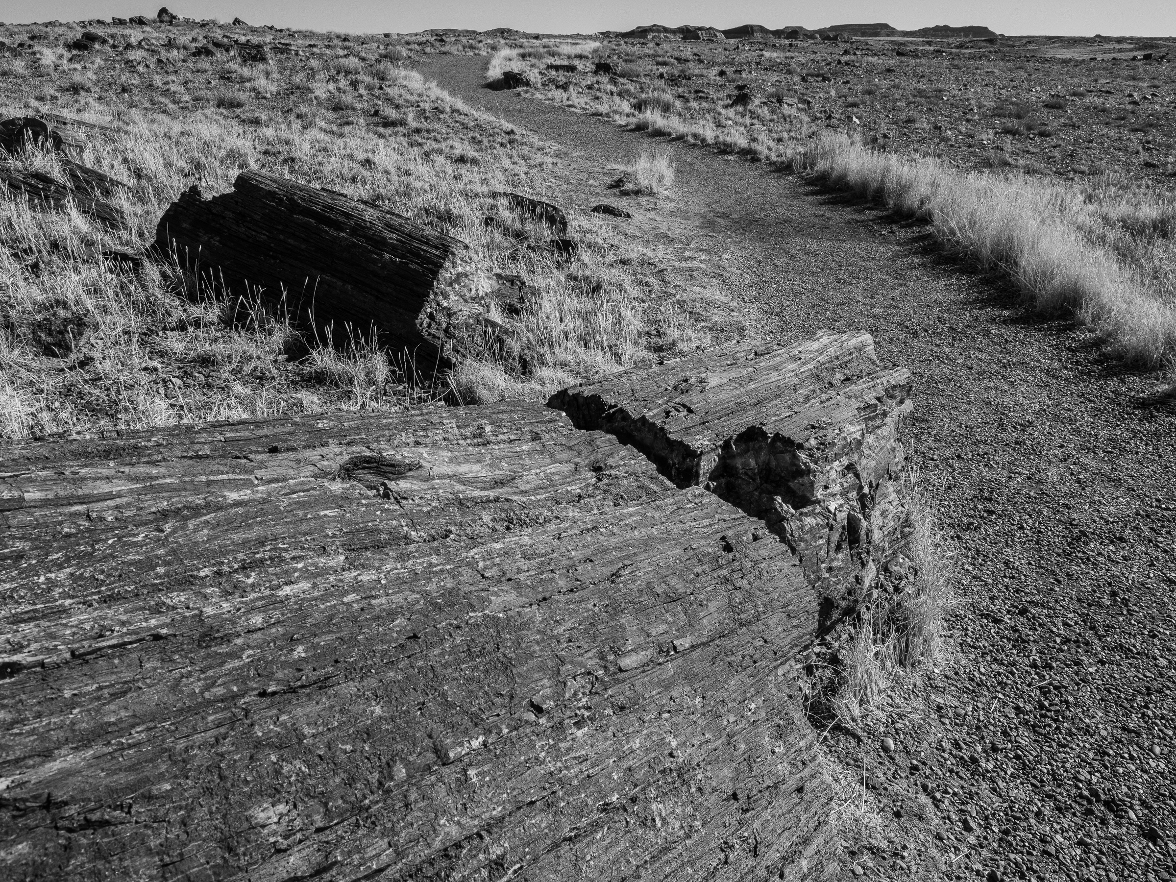 Weathered logs lie on a gravelly, arid landscape under a cloudy sky.