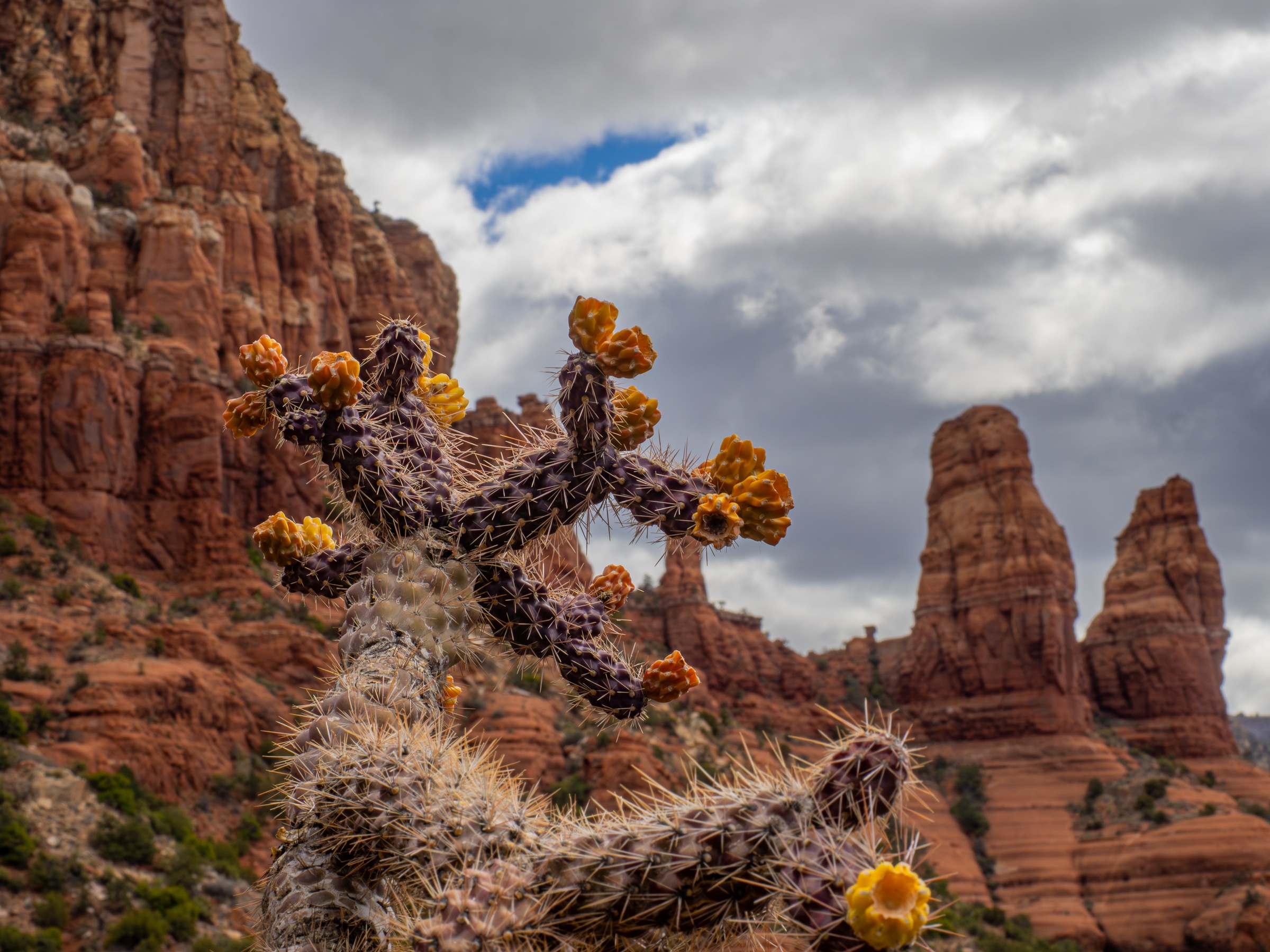 A prickly cactus with yellow flowers stands before red rock formations and a cloudy sky.