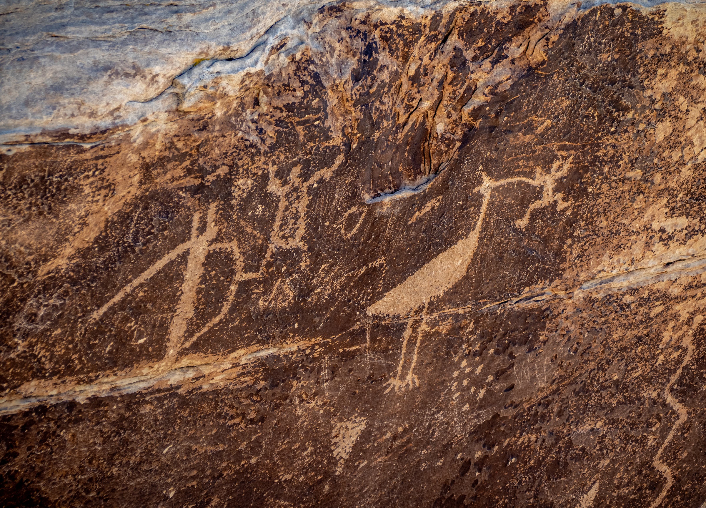 Petroglyphs depicting animal figures are etched into a textured sandstone rock face.