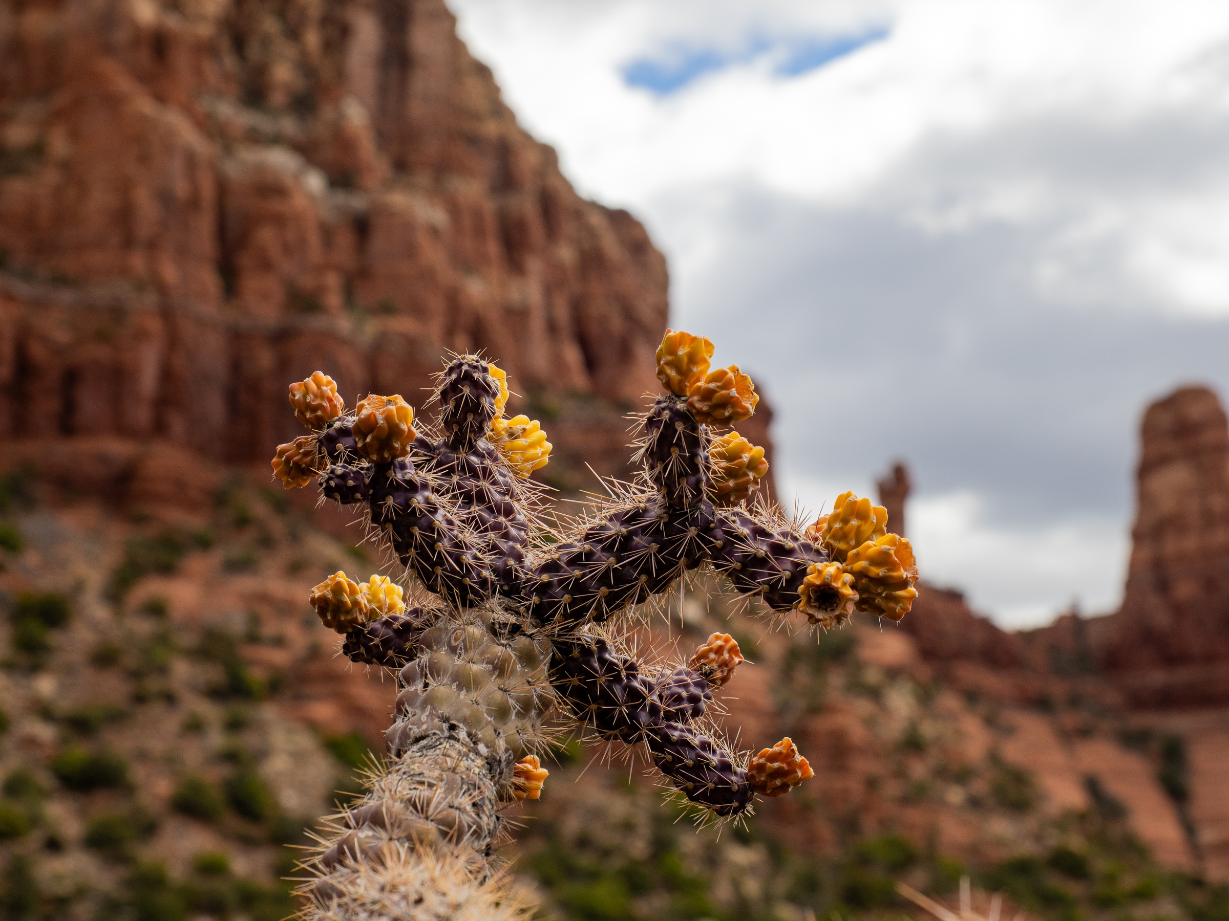 A prickly pear cactus with yellow flowers grows near red rock formations and a cloudy sky.