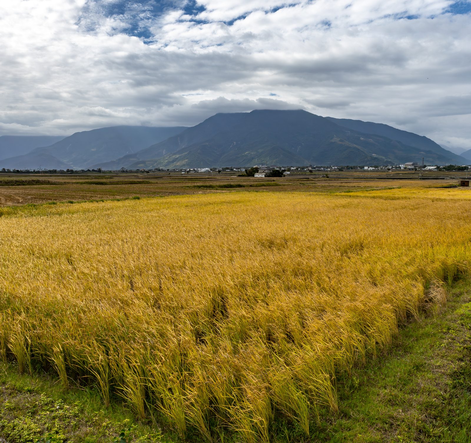A rice field blows in the breeze, golden, with lush green mountains in the back