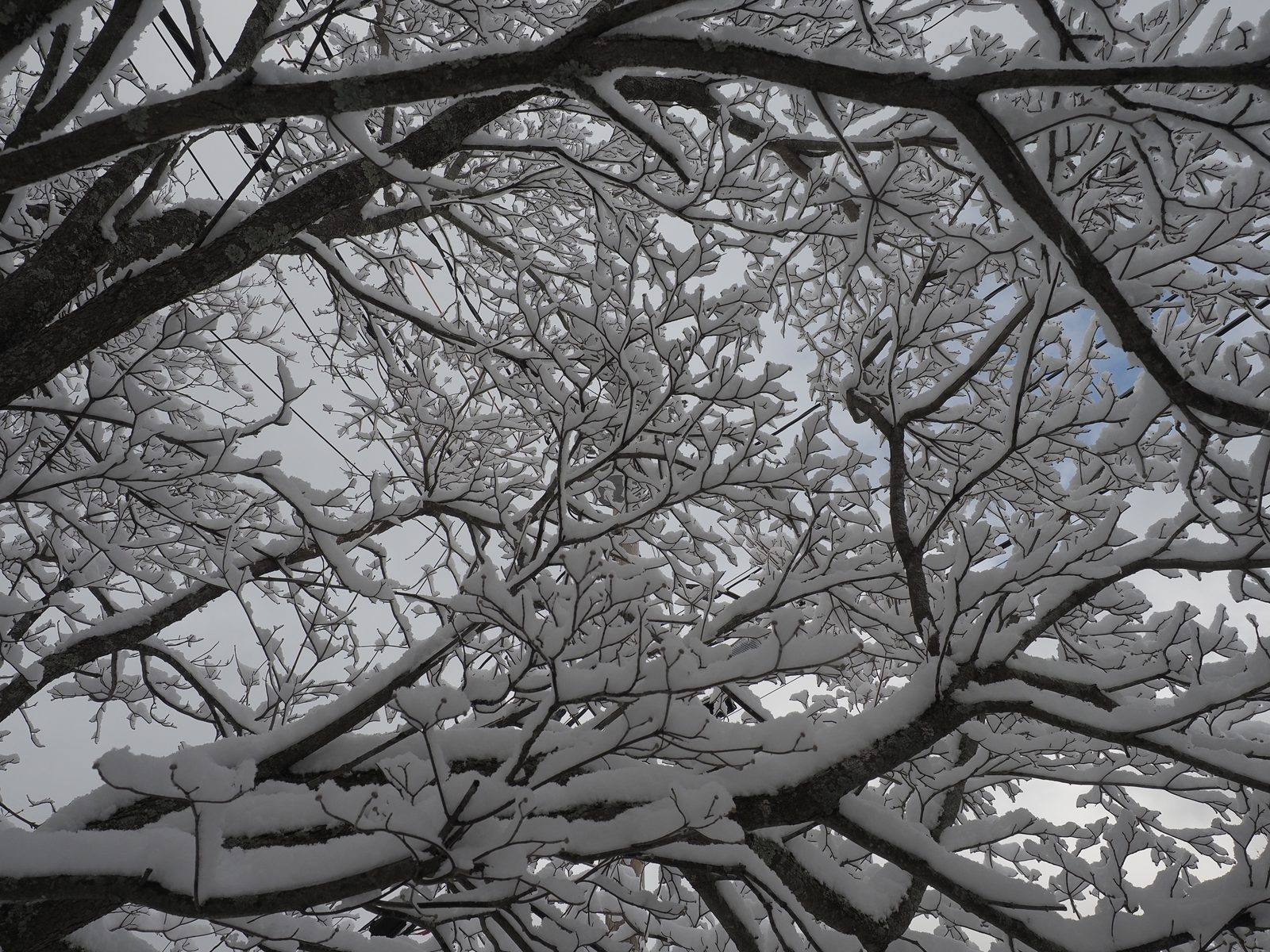 Snow covered branches reaching up towards a blue winter sky.