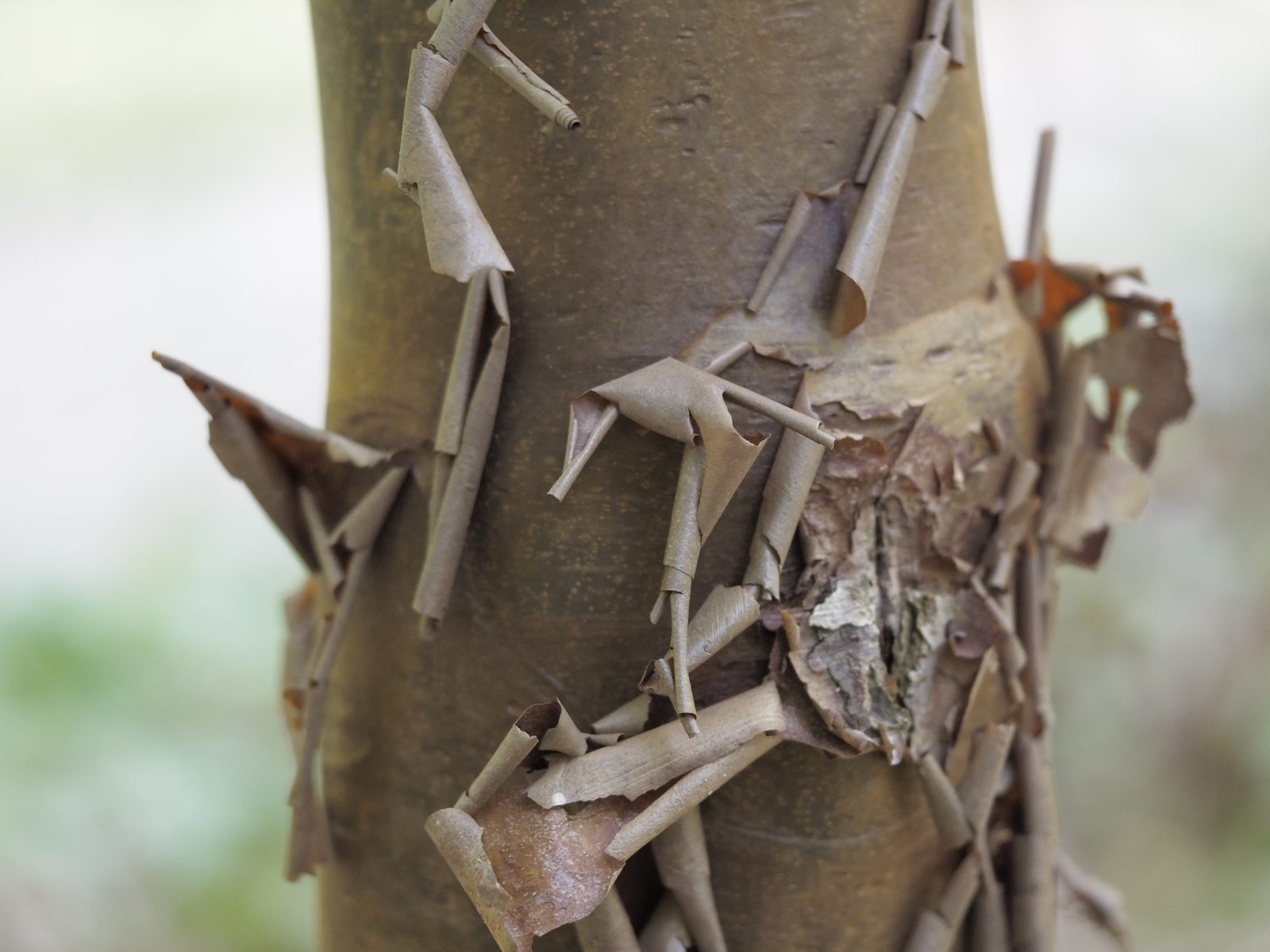 Bark peels from the trunk of a tree like rolls of paper.
