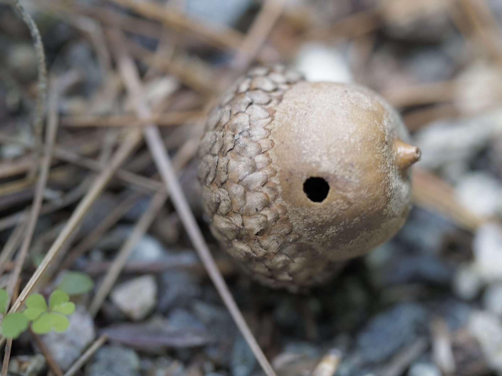 A single acorn close up on the ground with a small round hole in it.