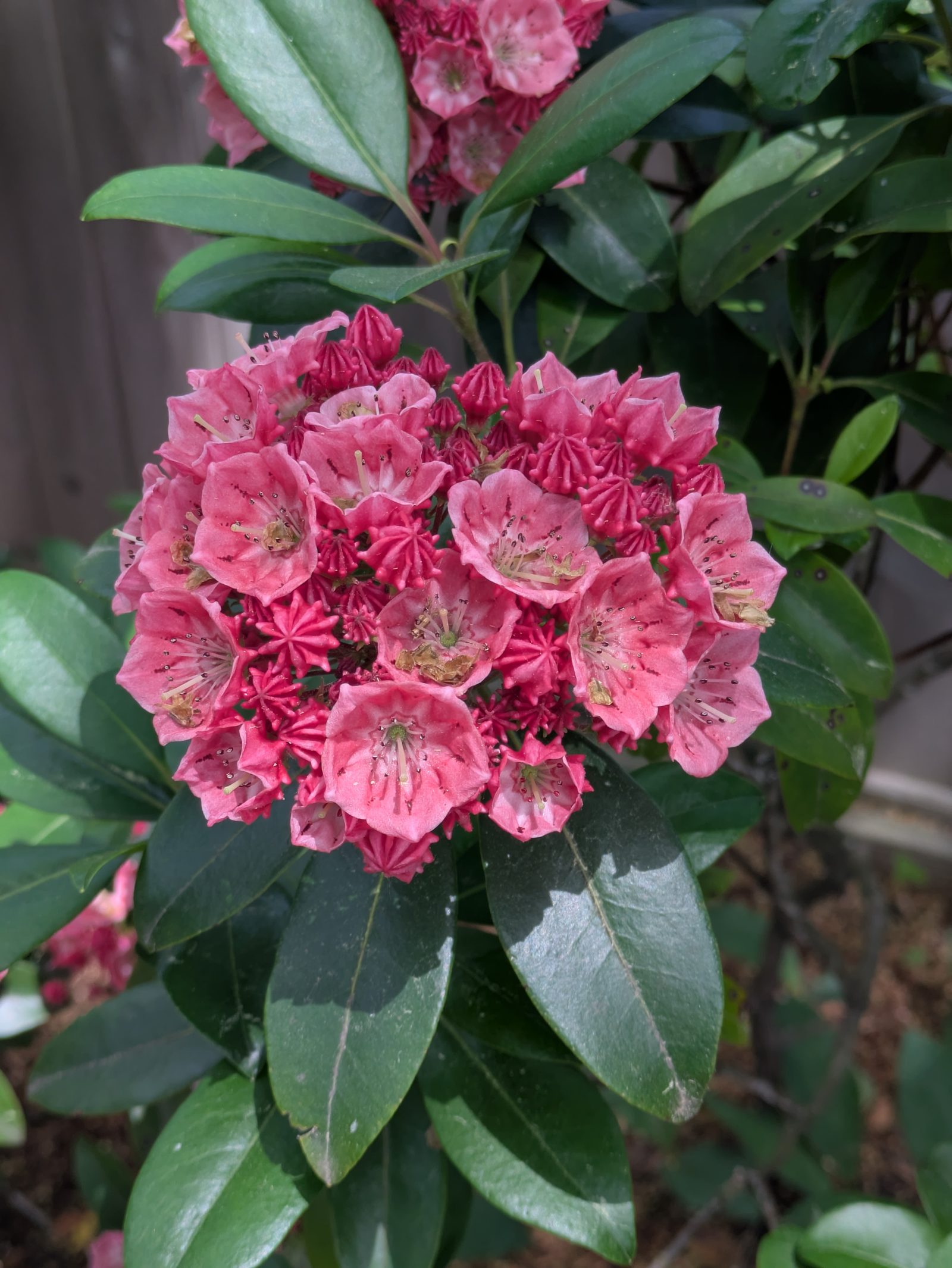 A red flower blooms bright.
