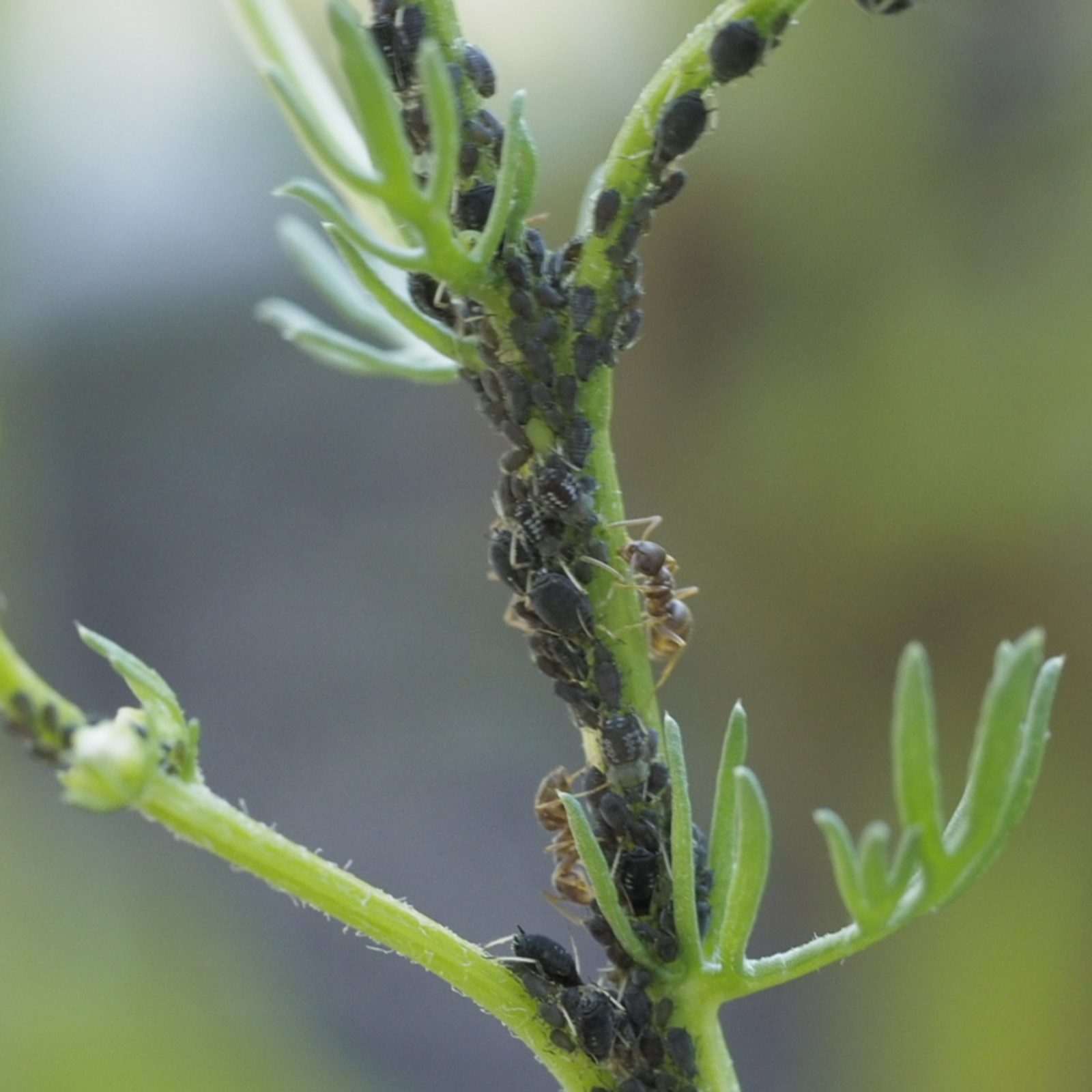 An ant farming aphids in my garden
