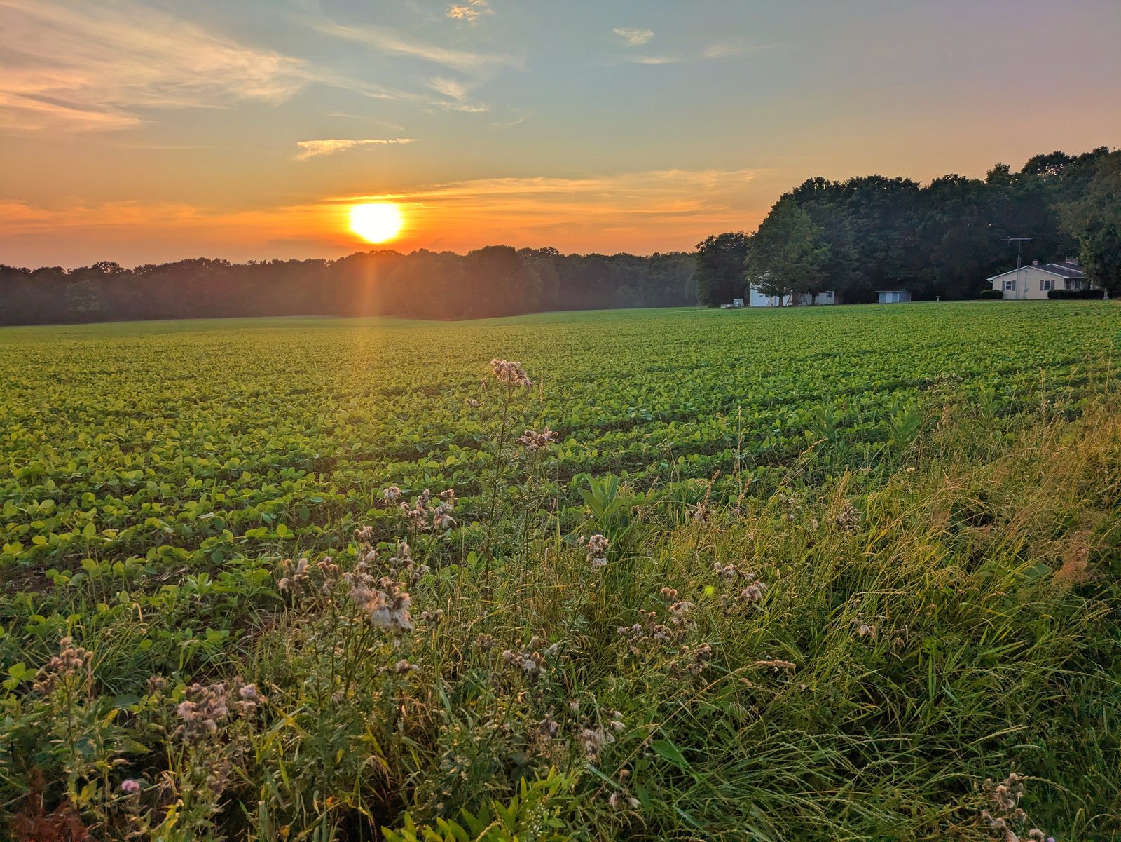 The sun sets over a green field of crops.