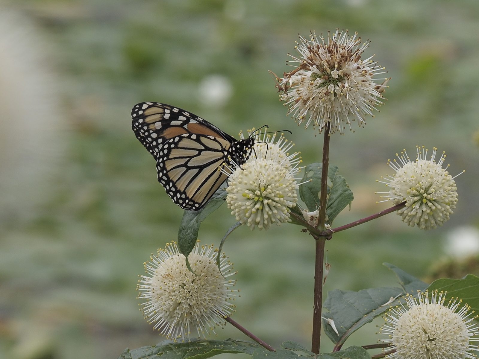 A butterfly feeds on a button flower.