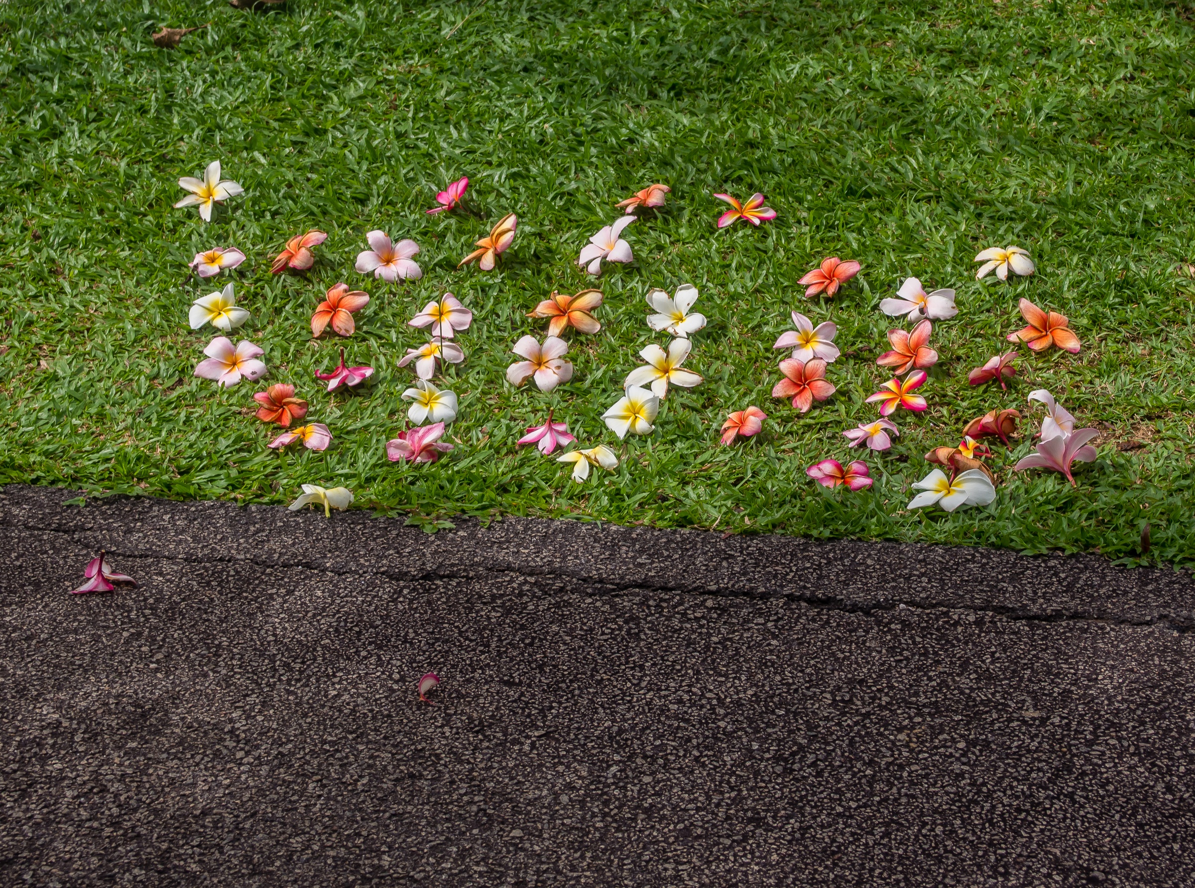 Fallen plumeria blossoms are scattered on green grass near a dark asphalt path.
