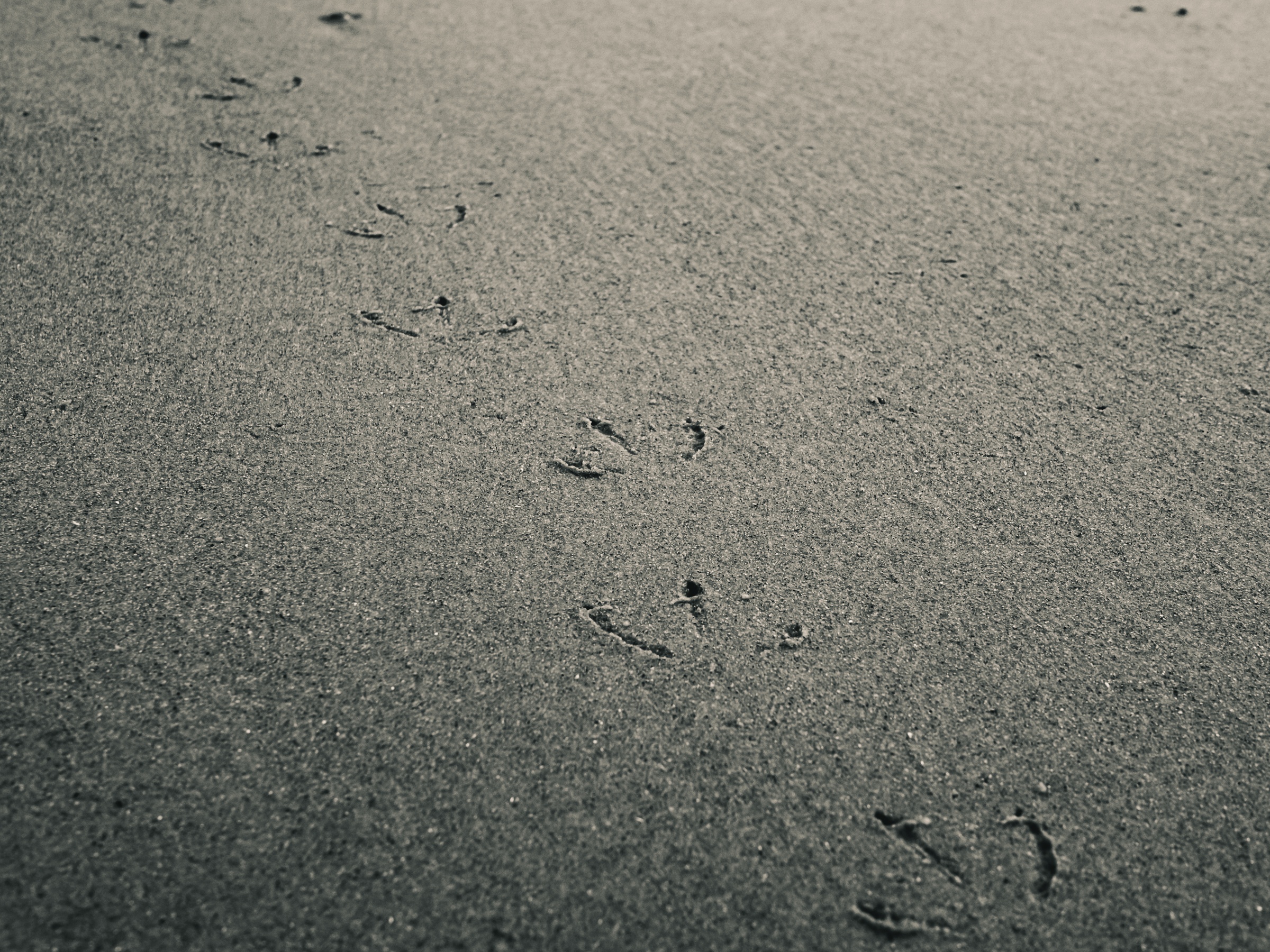 Footprints are pressed into dark sand on a beach under soft light.