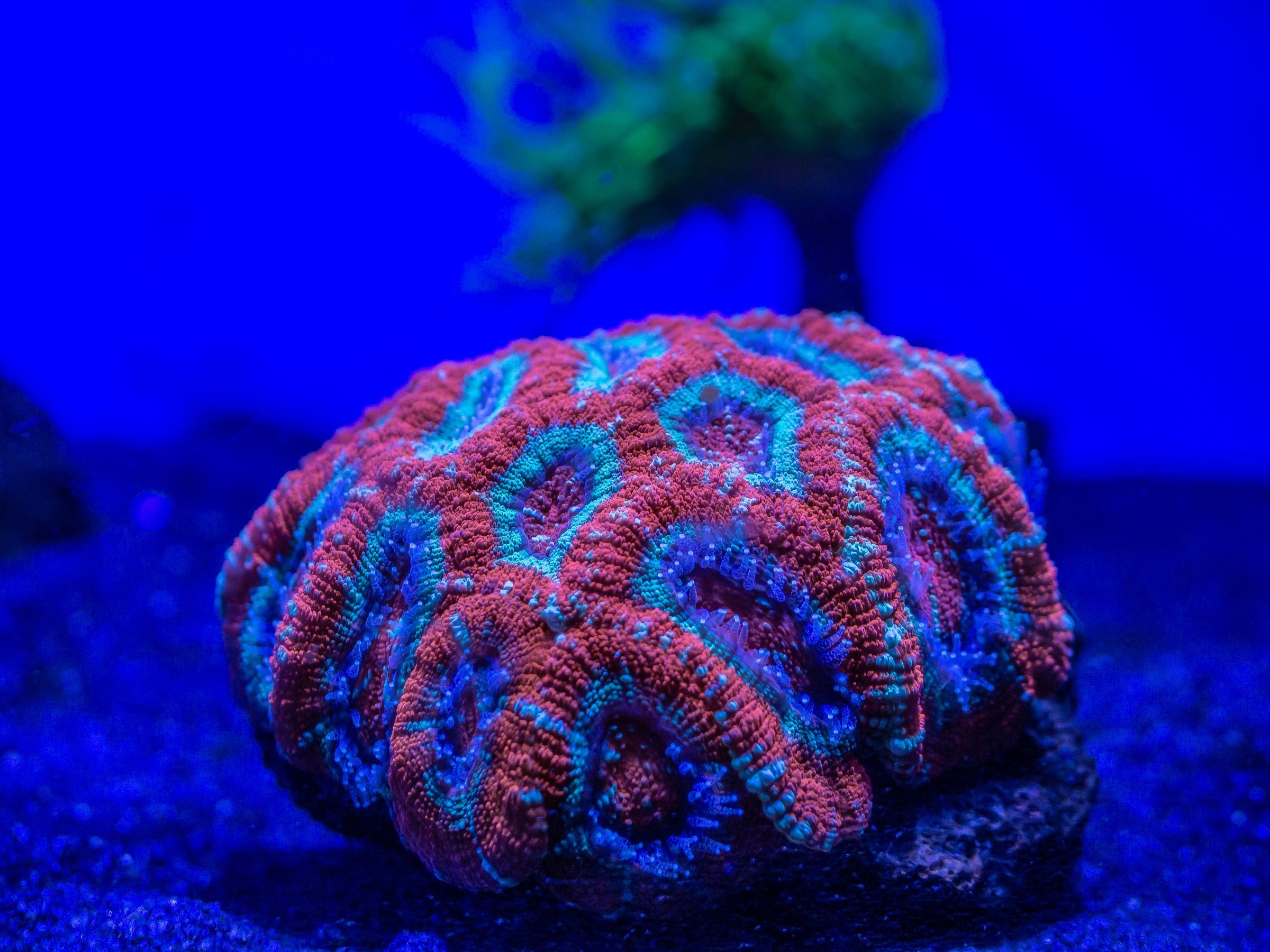 A red and blue coral sits on a dark sandy bottom in an aquarium.