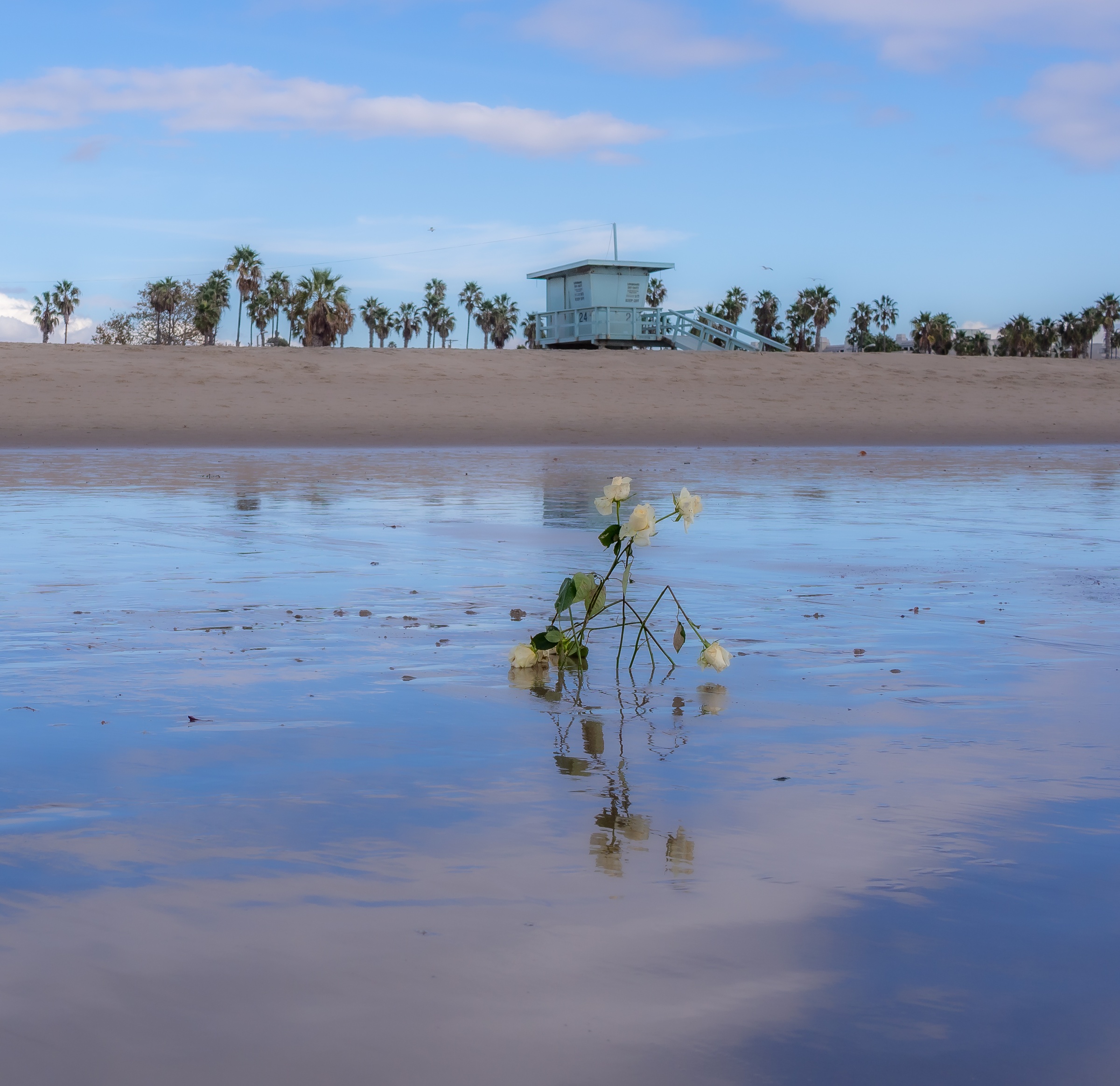 A white flower stem stands in shallow water with a lifeguard tower and palm trees beyond.