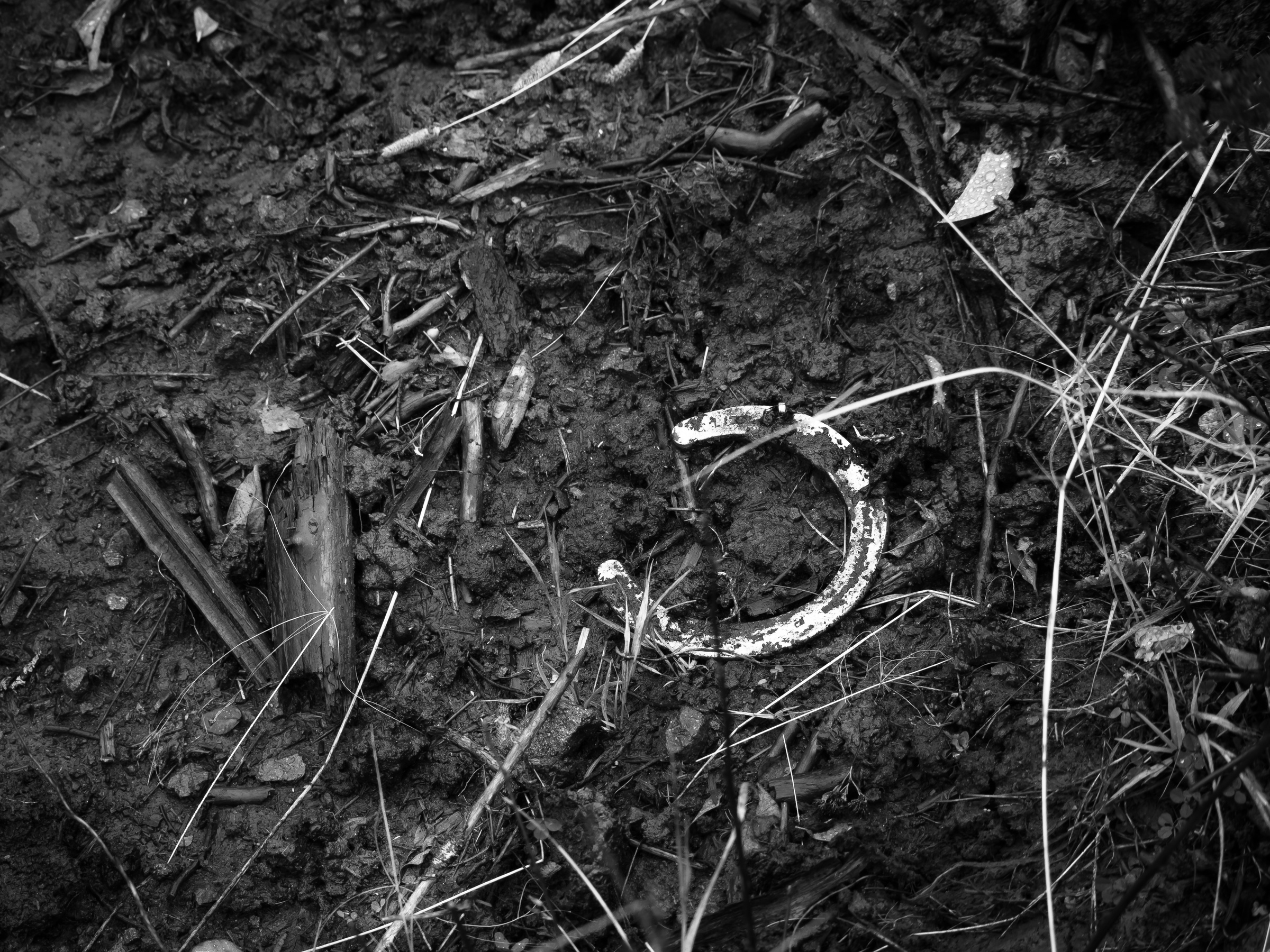 A rusted horseshoe rests in dark, earthy soil amidst twigs and dried grass.