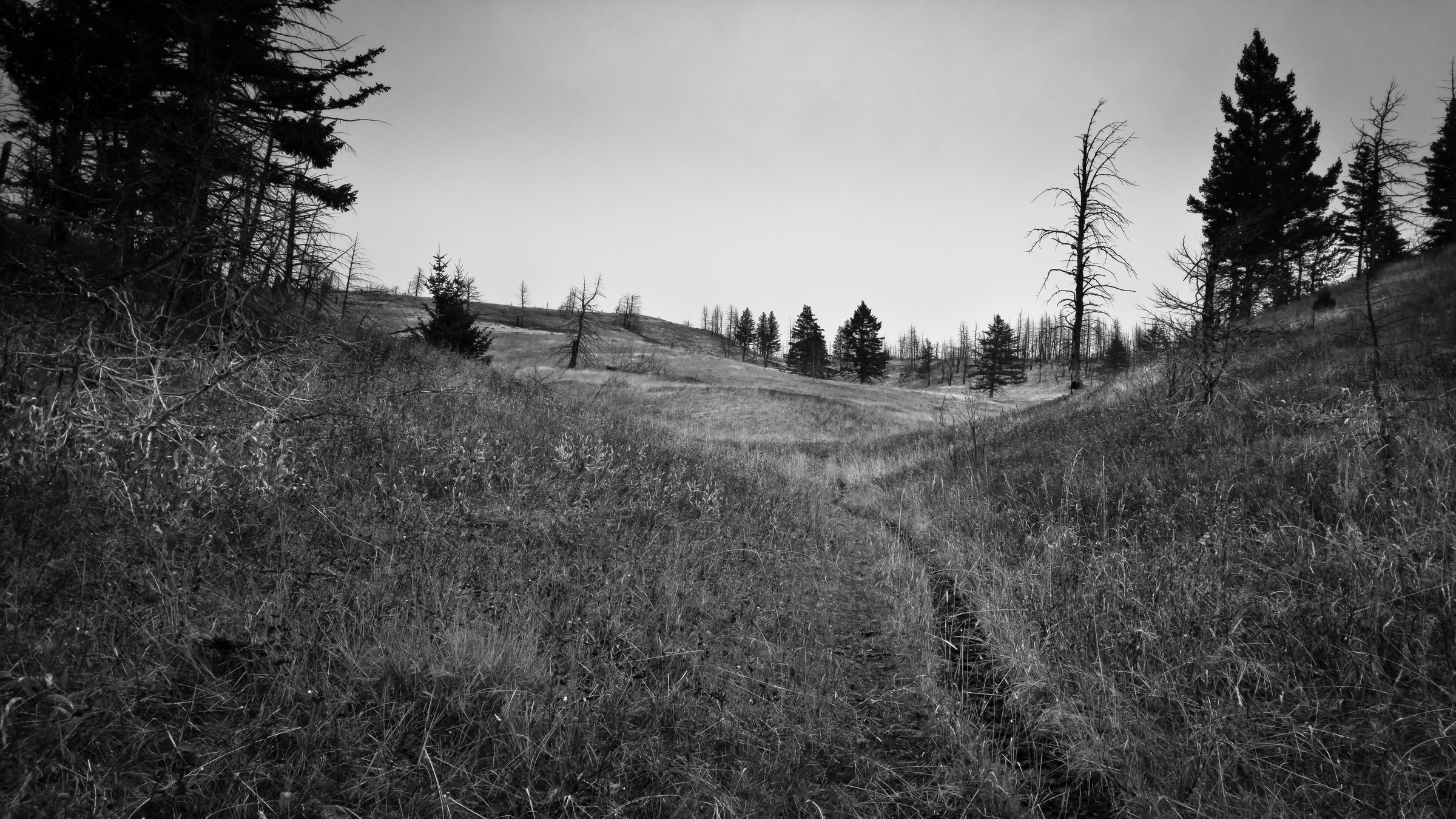A grassy hillside slopes down toward a valley with scattered trees under an overcast sky.