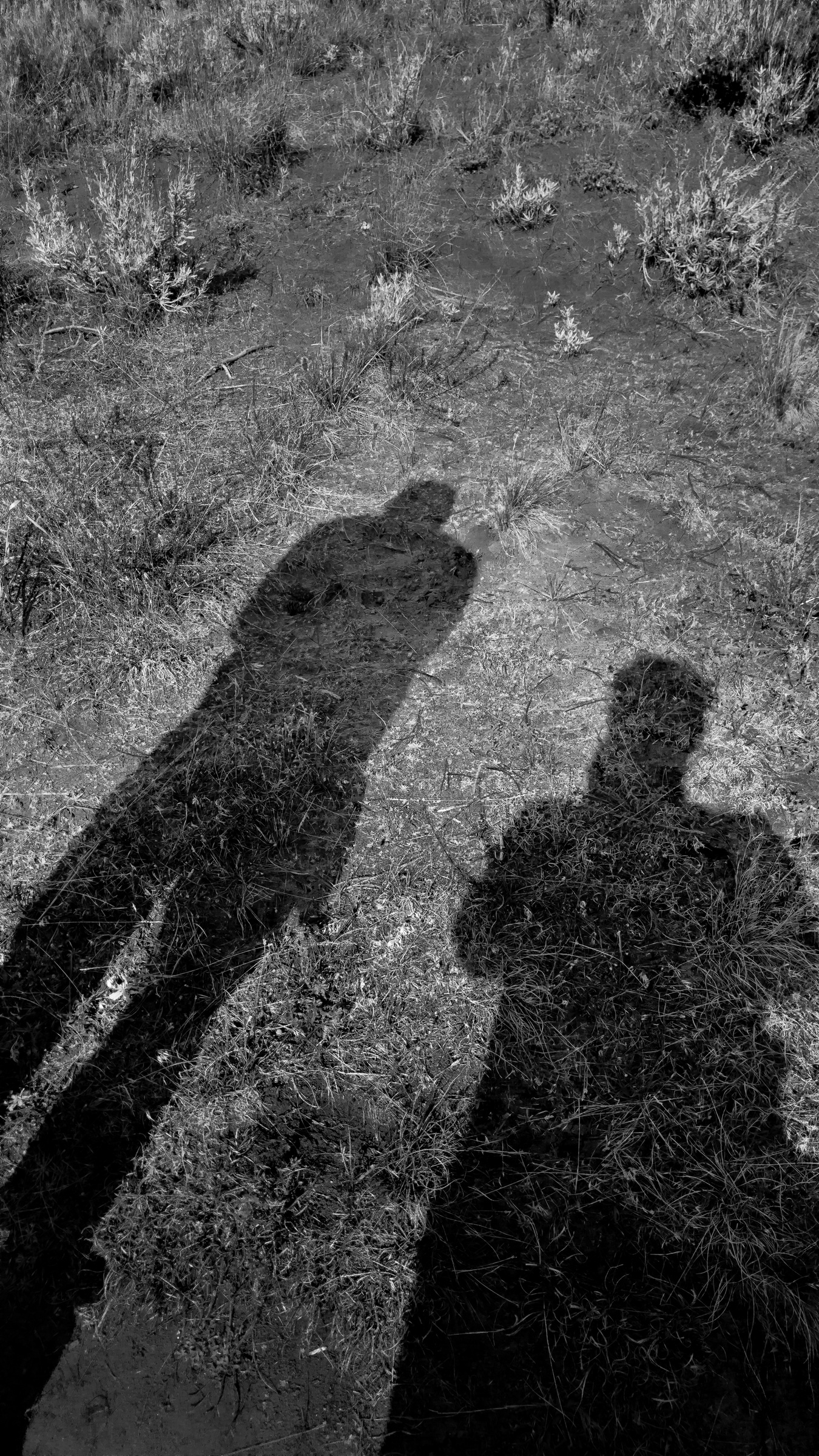 Shadows of two figures stretch across a dry, grassy landscape under bright sunlight.