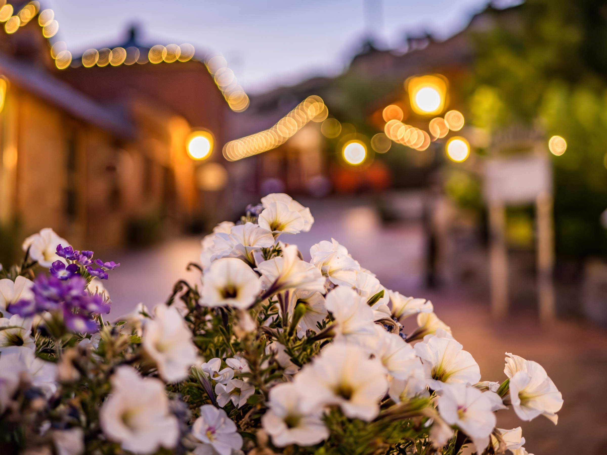 White and purple flowers bloom in a courtyard with blurred lights and buildings in the background.