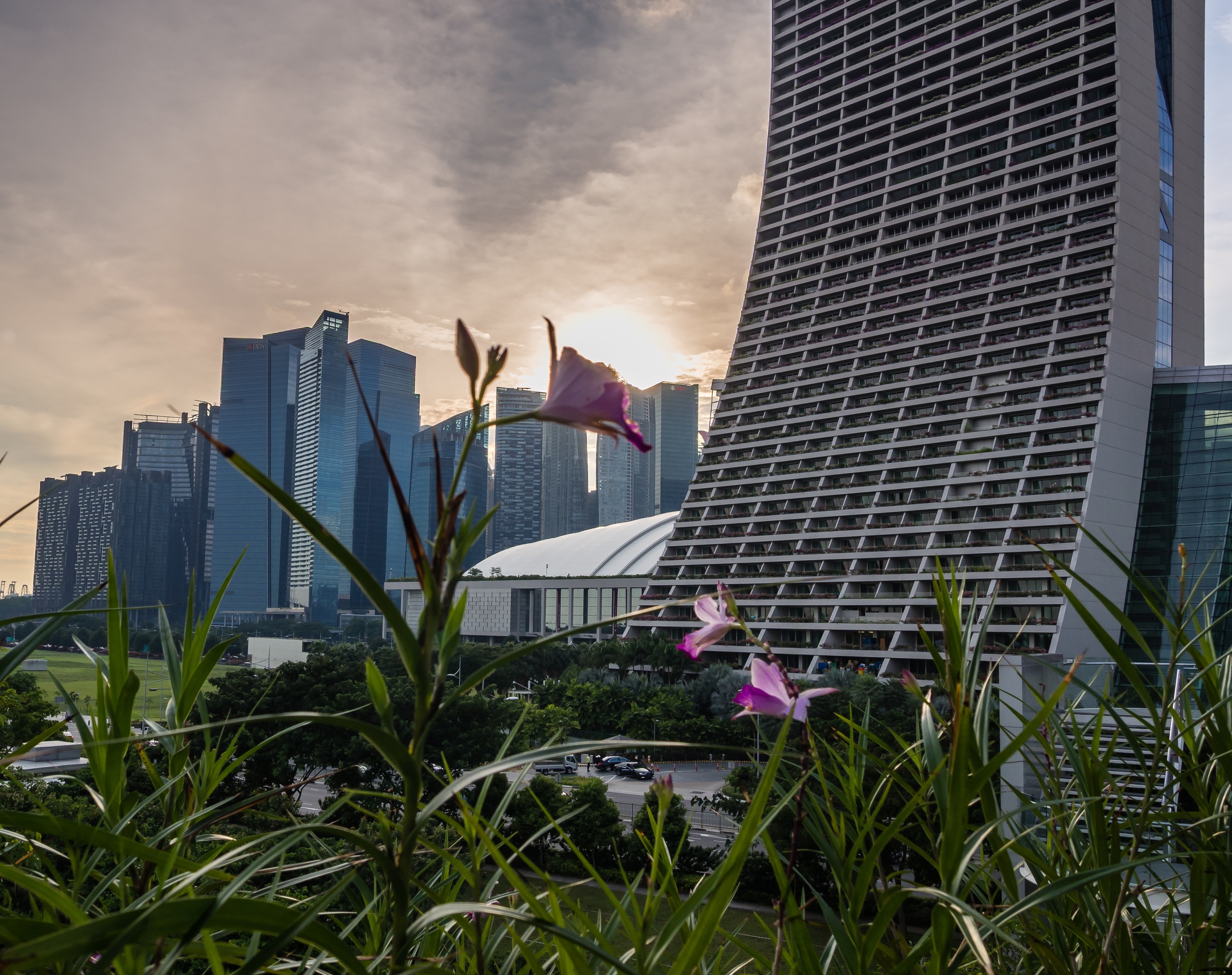 Pink flowers and green grass grow in front of modern skyscrapers against a cloudy sky.