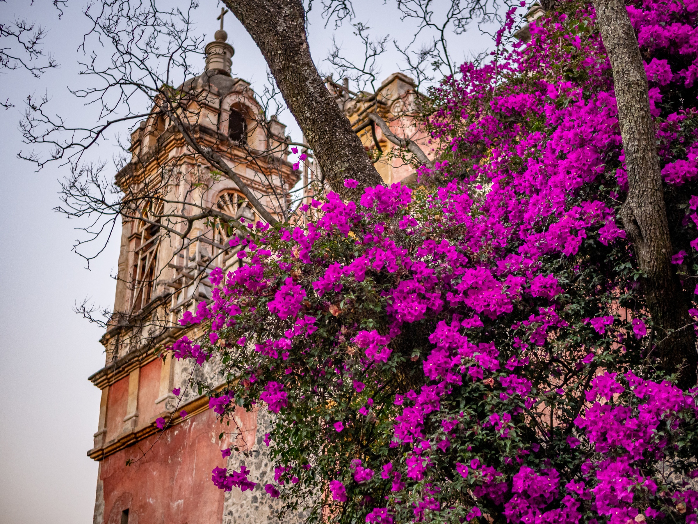 A church tower rises behind vibrant pink bougainvillea blossoms against a pale sky.