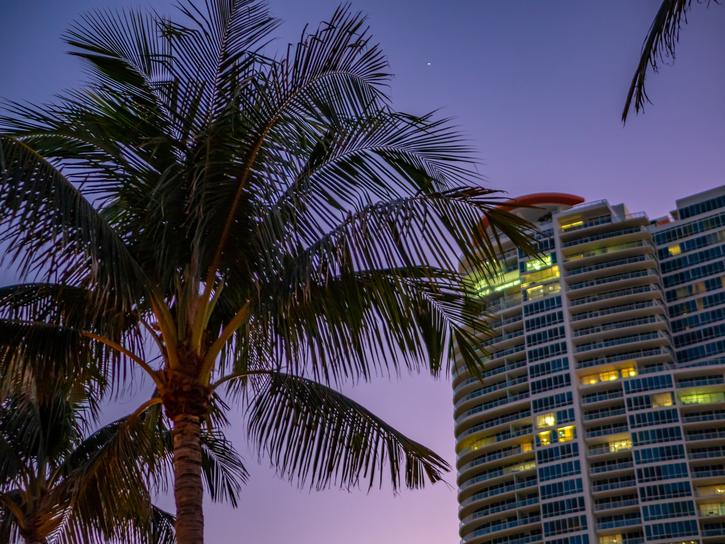A palm tree stands silhouetted against a twilight sky with a lit building in the background.