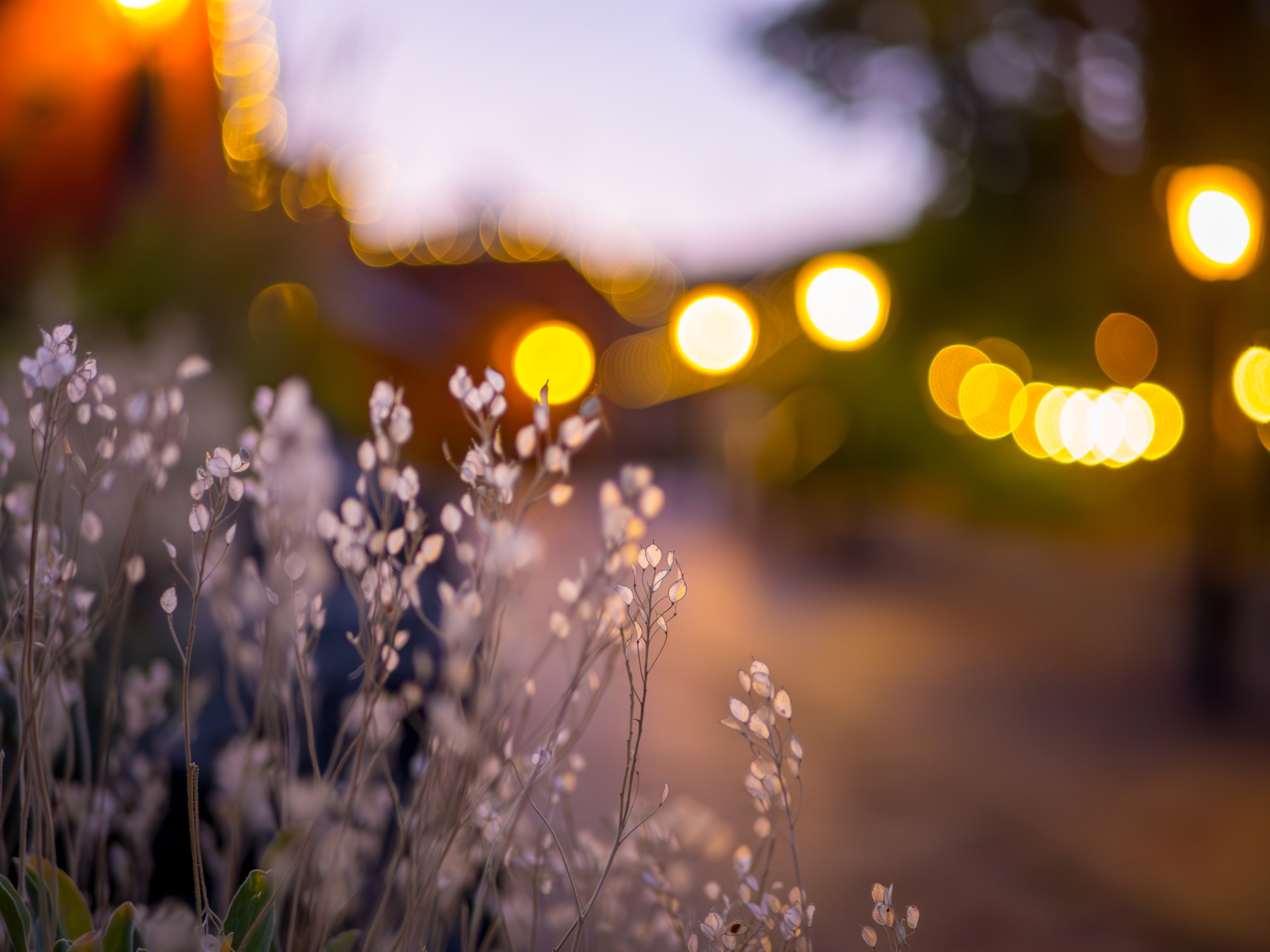 Delicate white flowers grow in the foreground with blurred lights and a building in the background.