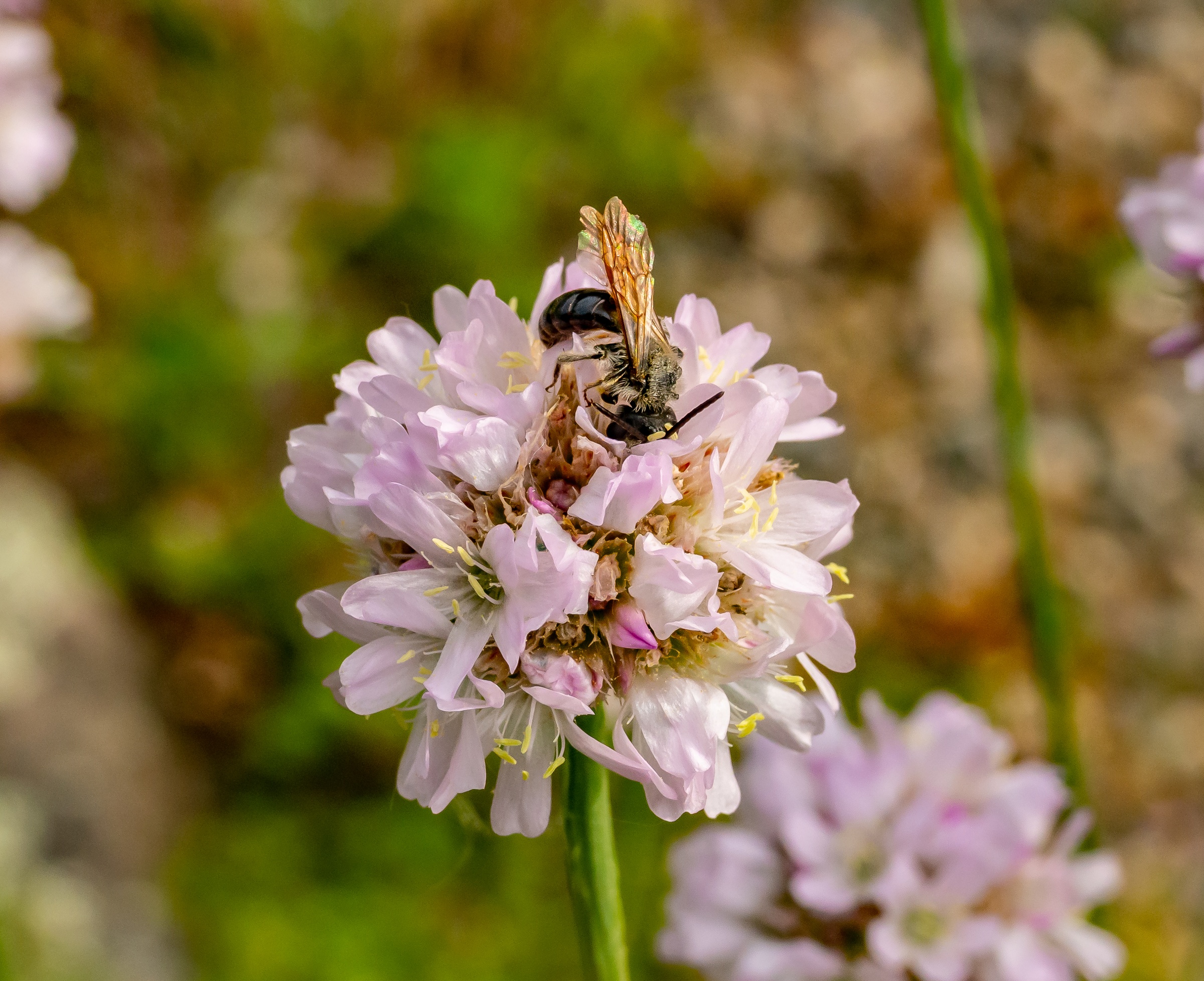 A bee lands on a cluster of pale pink flowers against a blurred natural background.