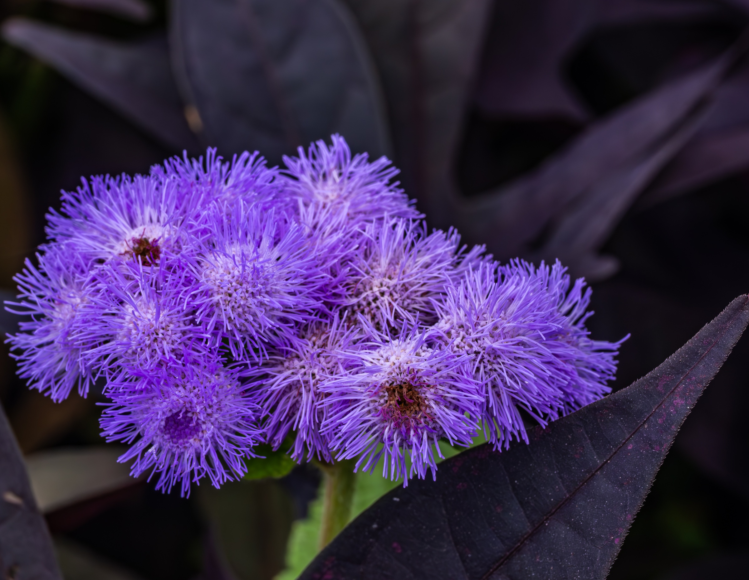 Purple flowers bloom above dark foliage in a close-up garden setting.