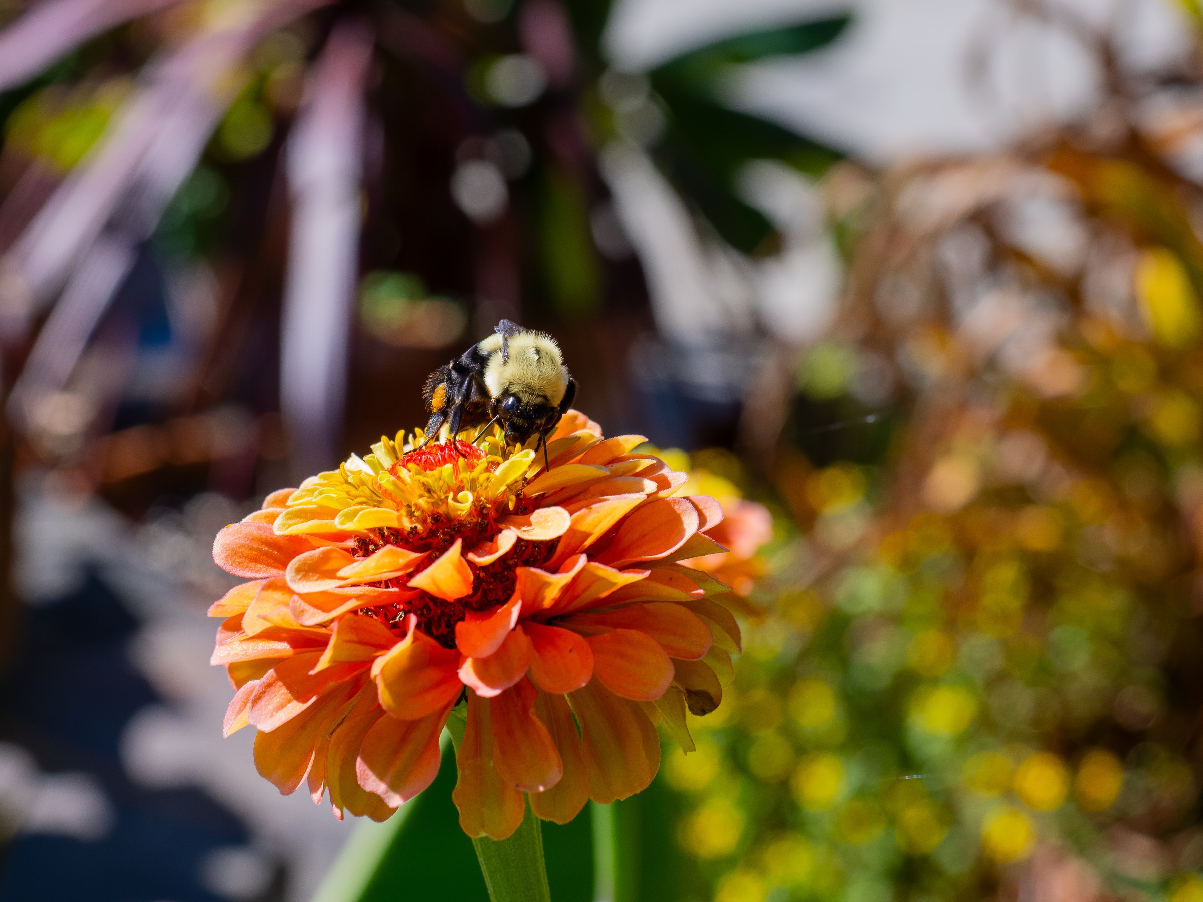 A bumblebee rests on a vibrant orange zinnia flower in a sunny garden setting.