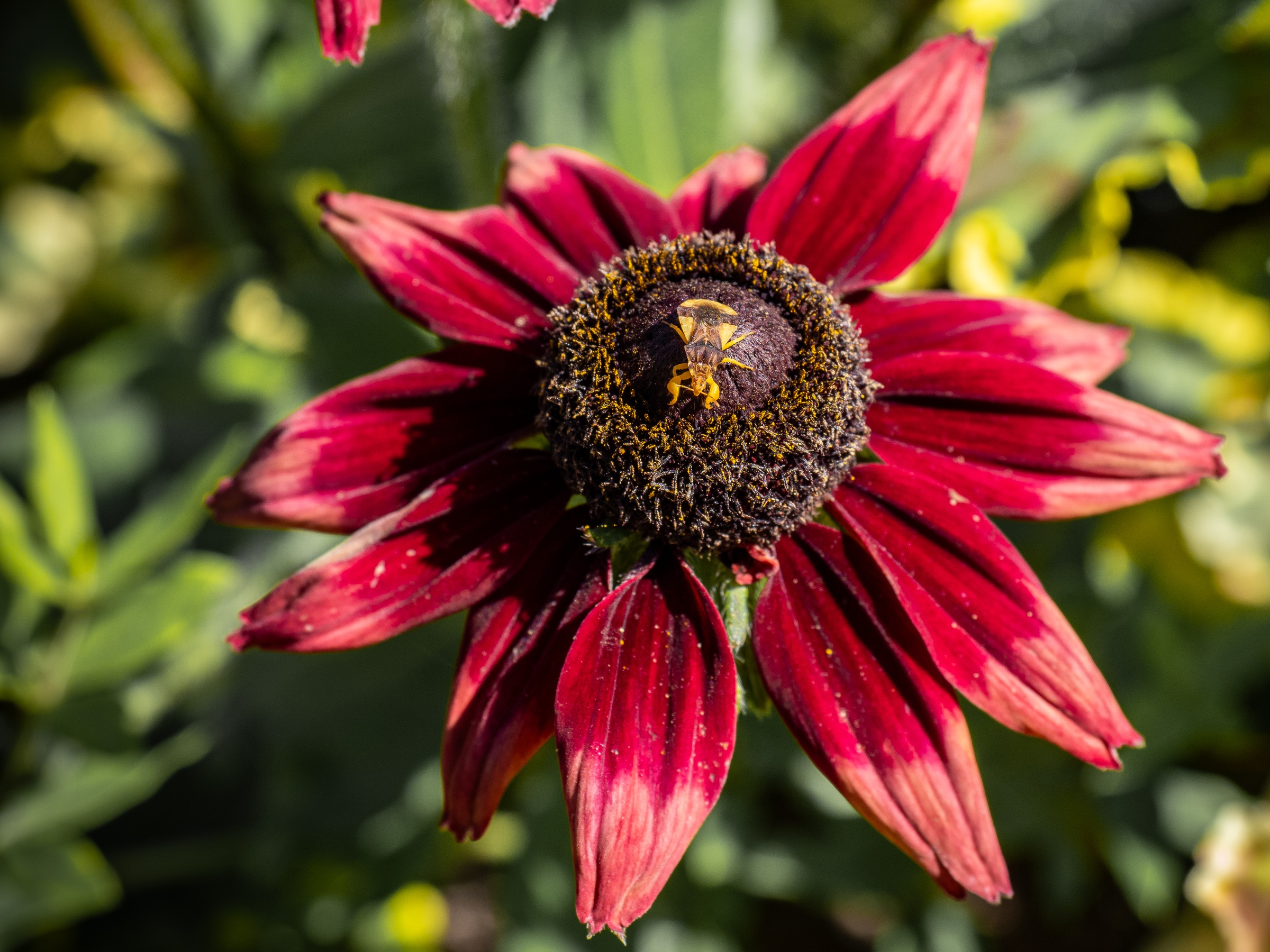 A red-petaled flower with a yellow center and a bee sits among green foliage.