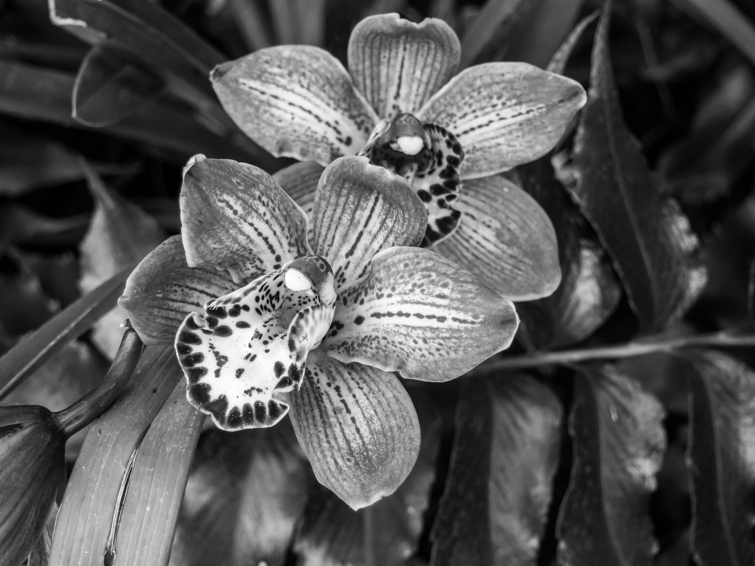 Close-up black and white photograph shows several striped orchid blossoms nestled among green leaves.