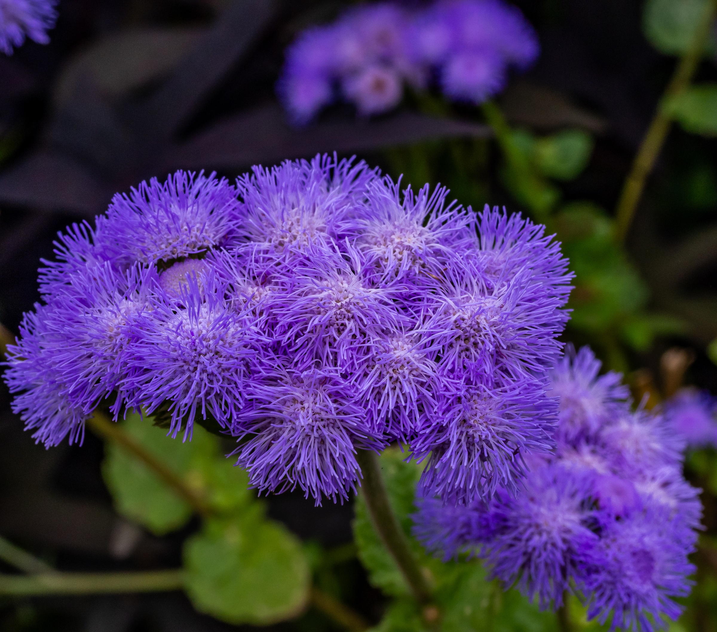 Purple flowers bloom against a dark background of foliage in this close-up photograph.