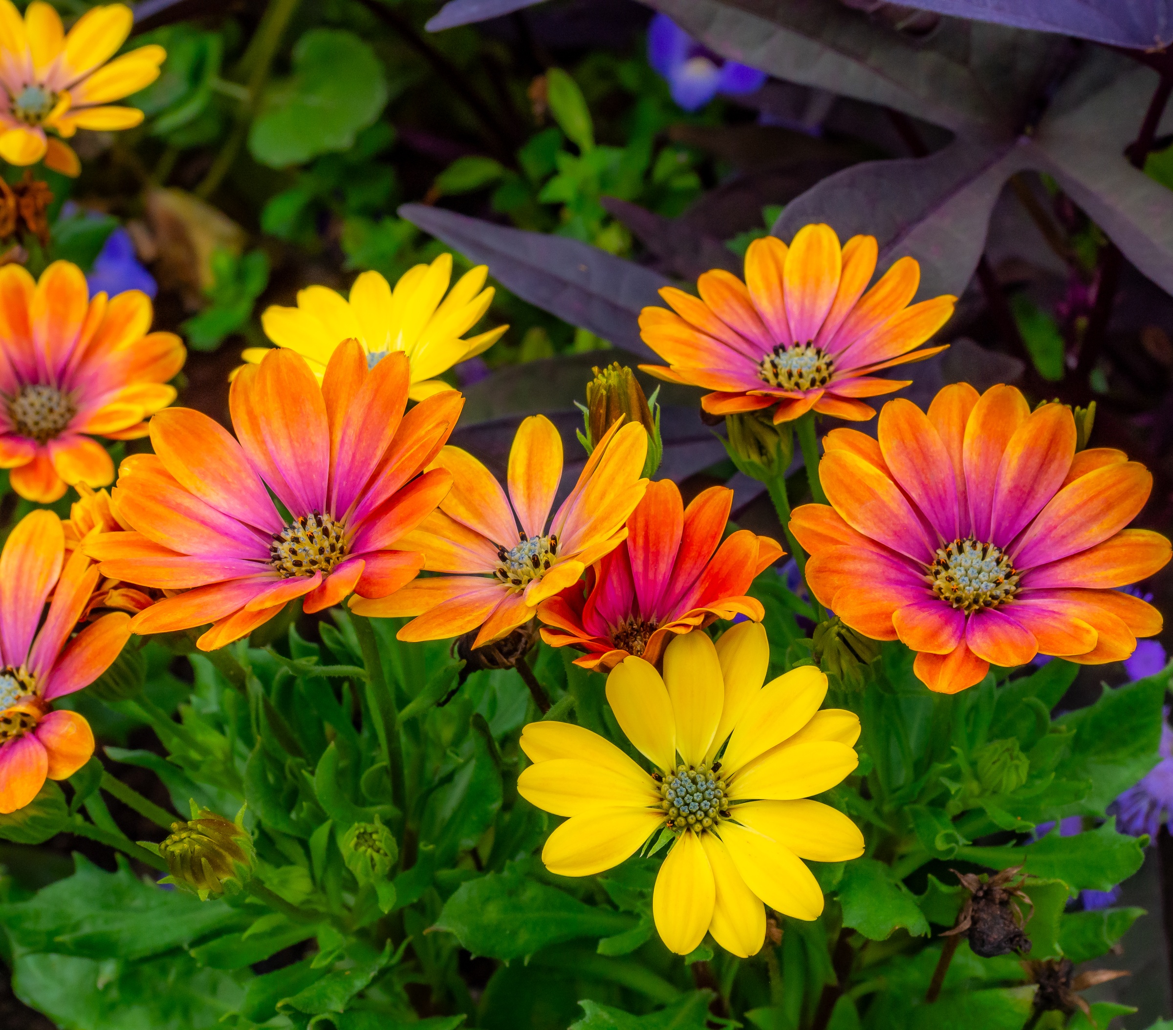Vibrant orange and yellow daisy-like flowers bloom amongst green foliage in a garden setting.