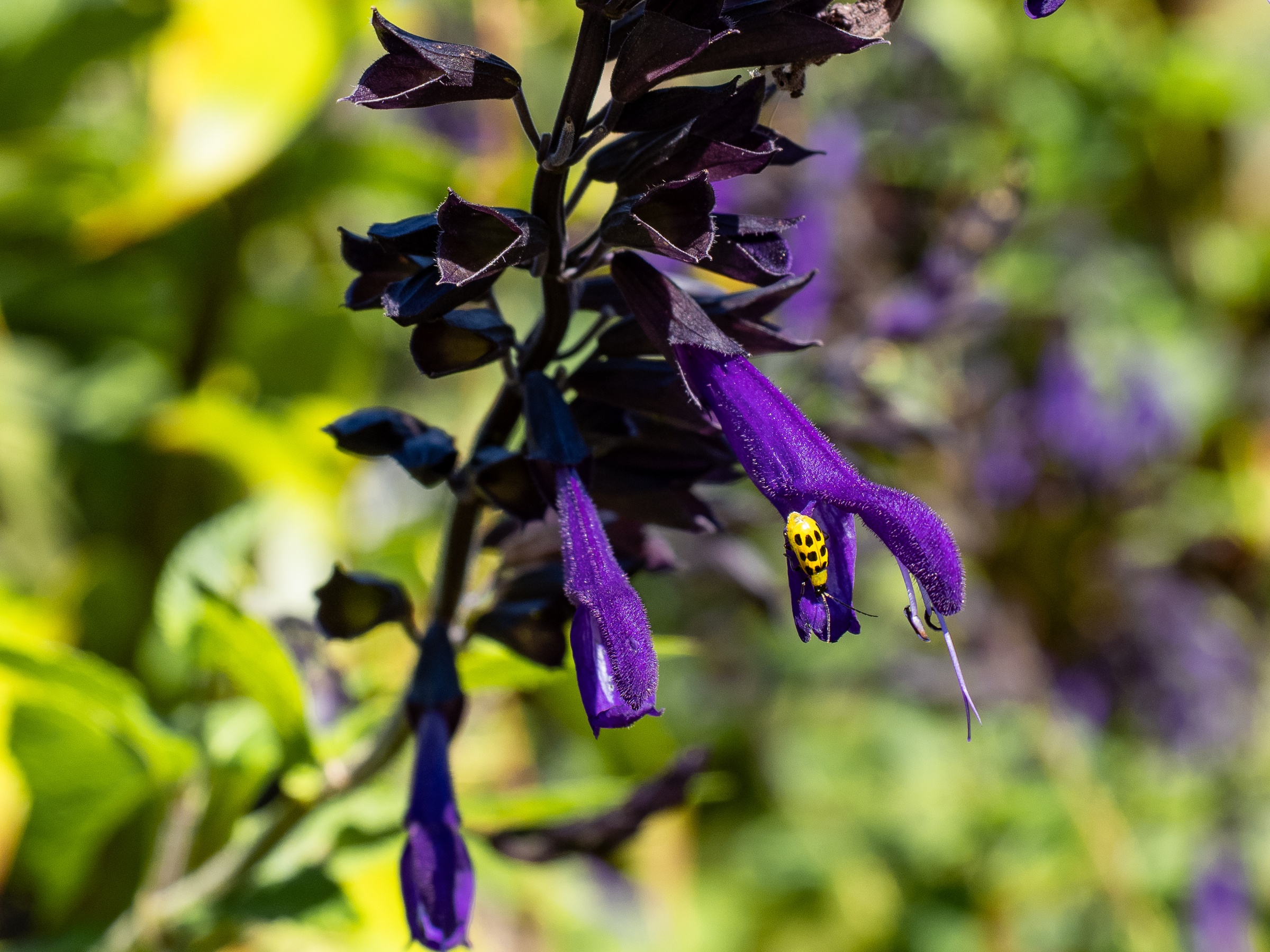 Dark foliage and purple flowers hang from a stem against blurred green background.