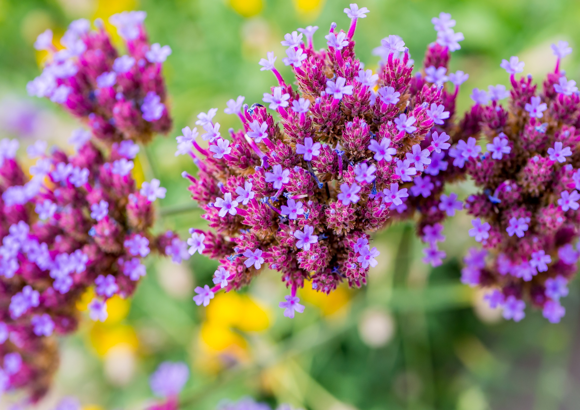 Purple verbena flowers bloom closely together against a blurred background of green and yellow wildflowers.