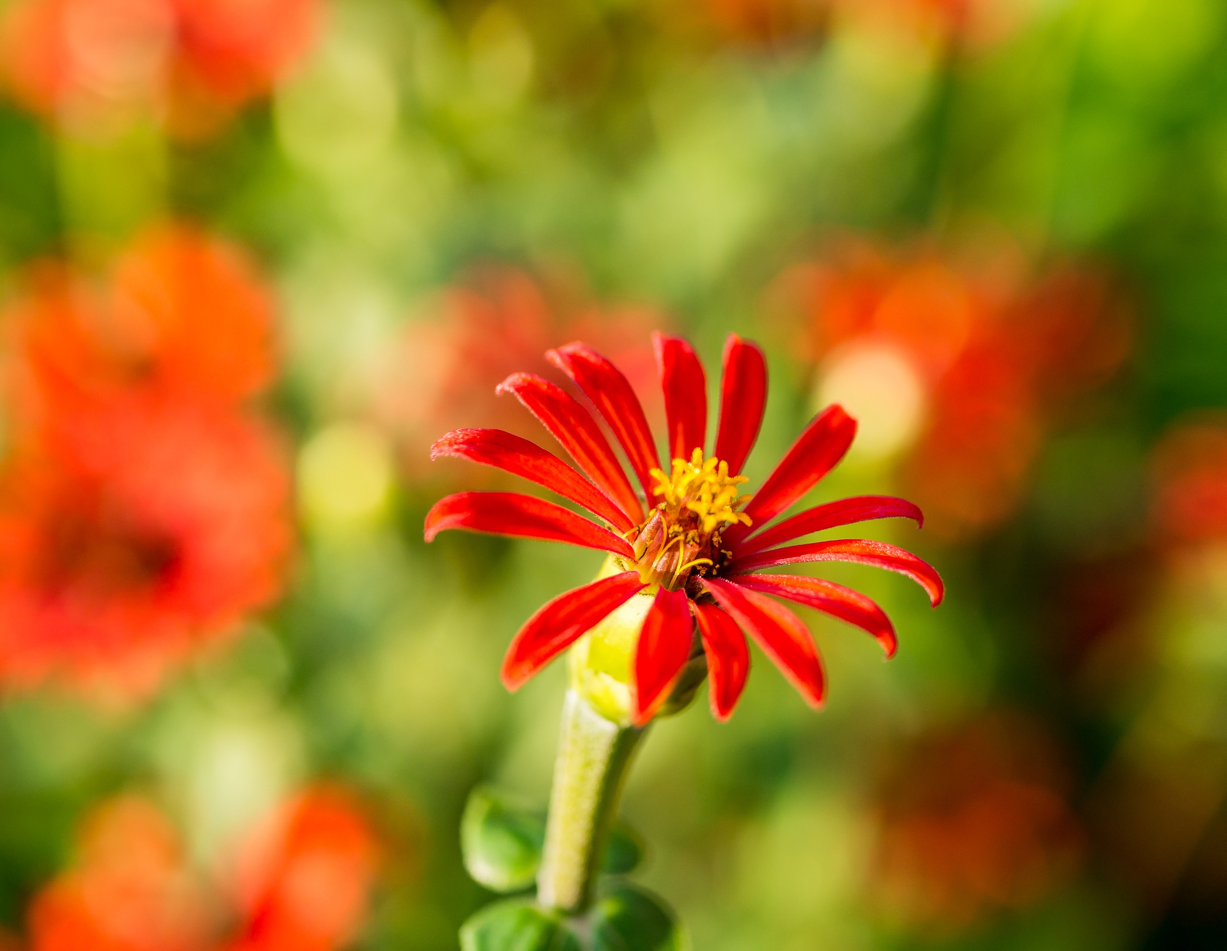 A bright red zinnia flower stands out against a blurred background of similar flowers and green foliage.
