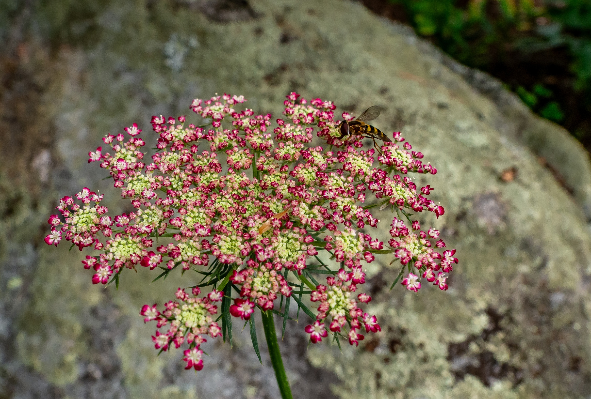 Pink and white flowers bloom near a large, moss-covered rock with a wasp hovering nearby.