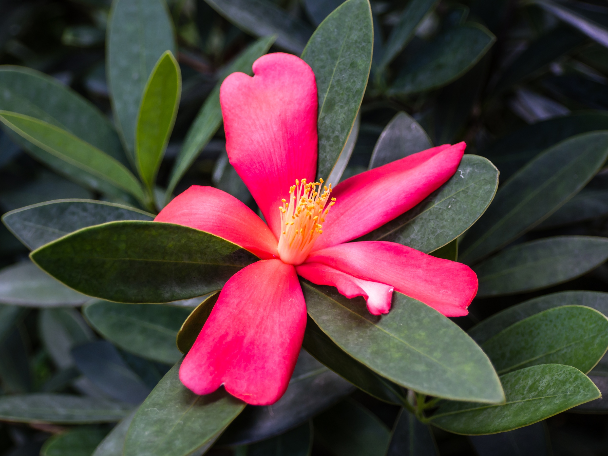 A vibrant red flower blooms amongst dark green leaves in a garden setting.
