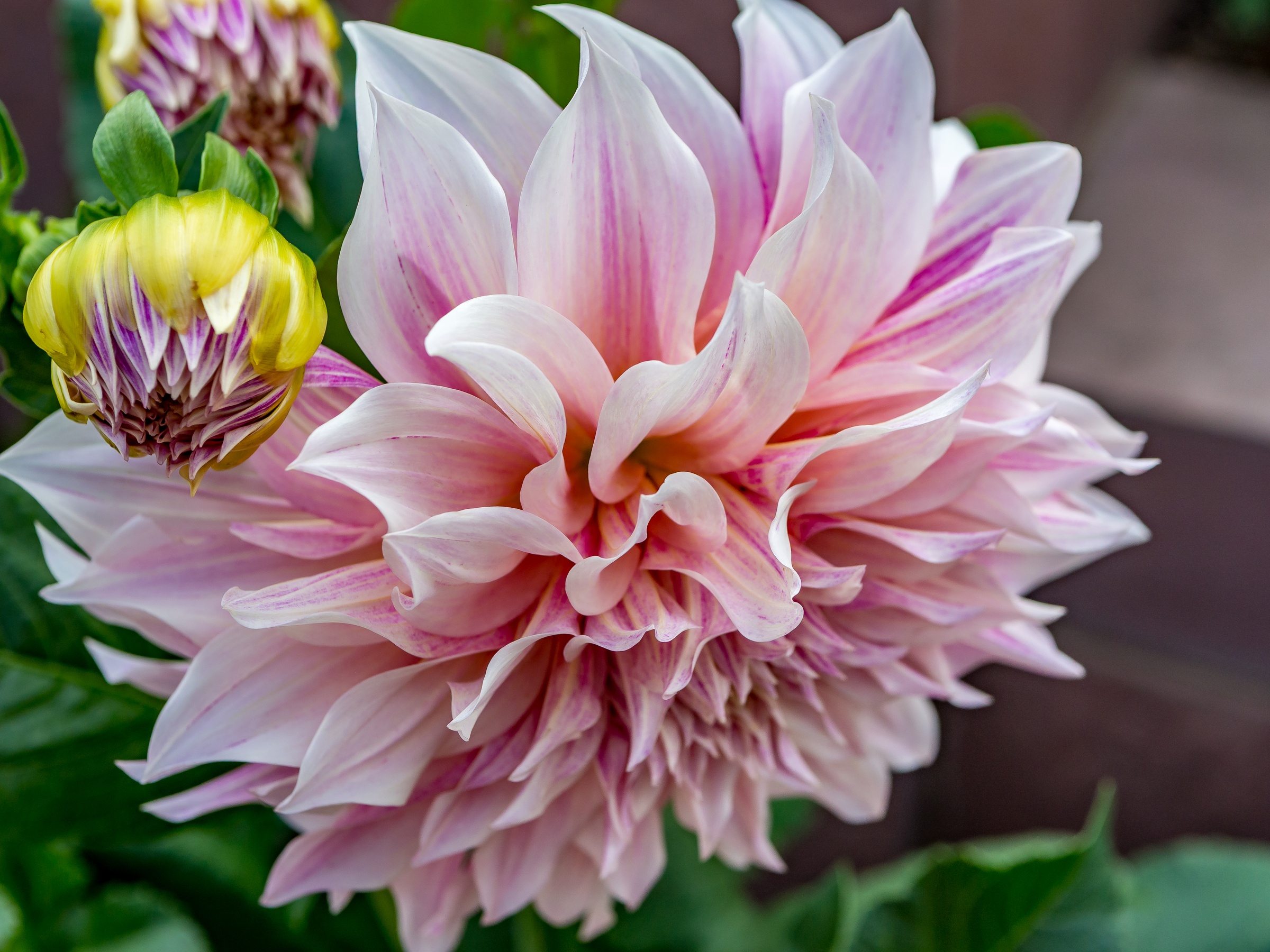 A pink and white dahlia blooms amongst green foliage in a garden setting.