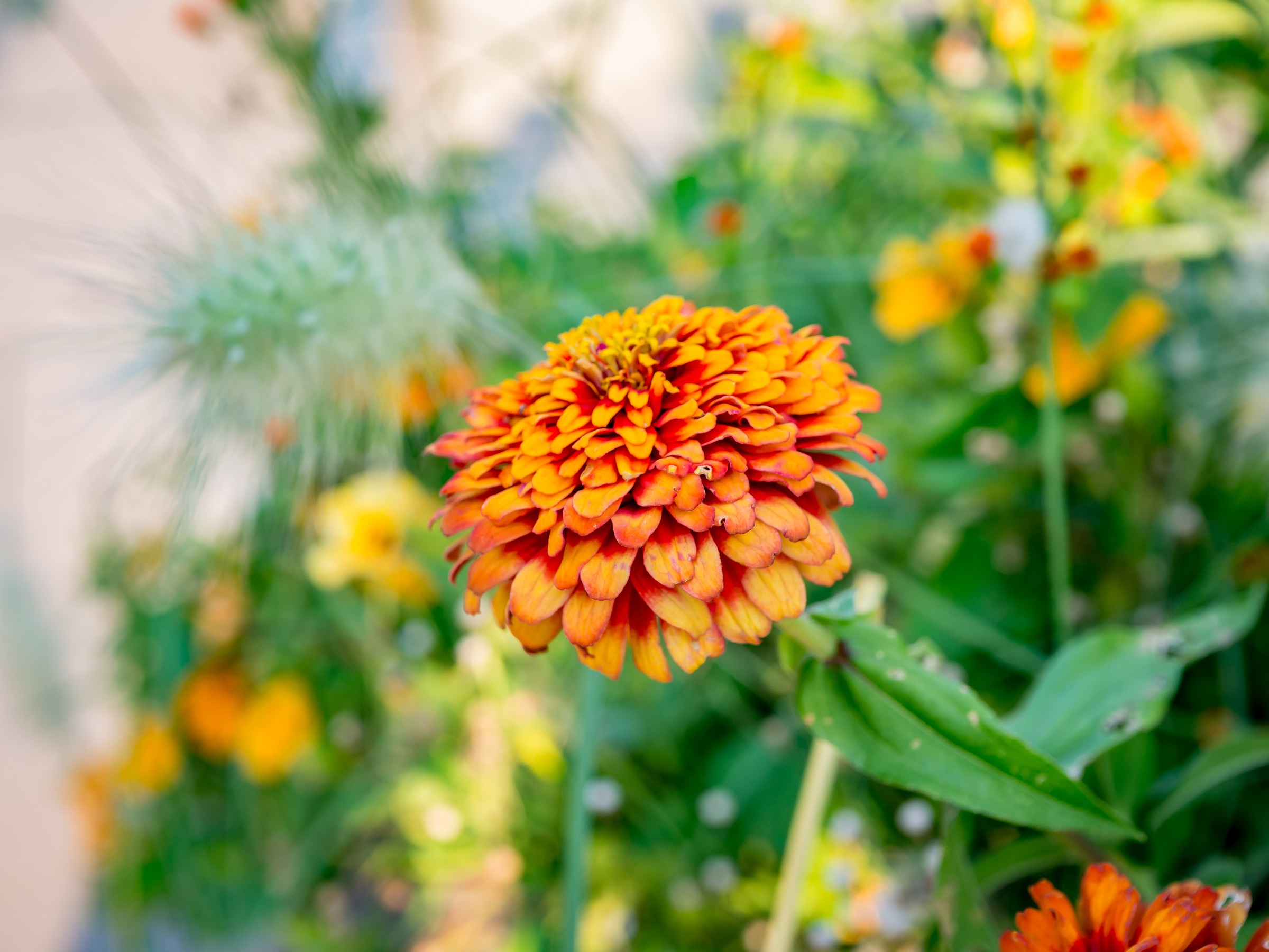 A vibrant orange zinnia blooms amongst green foliage and other flowers in a garden.