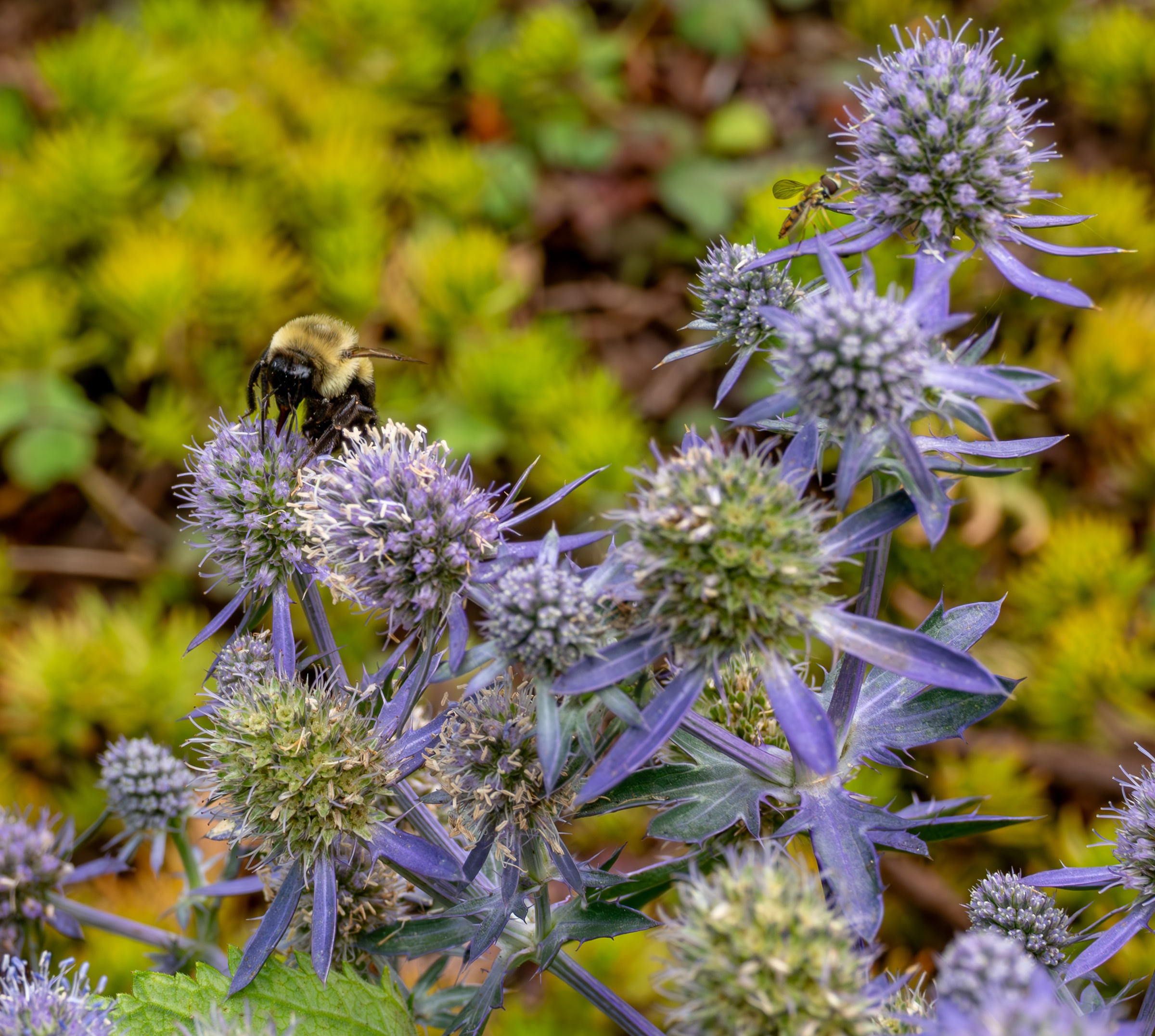A bumblebee visits purple sea holly flowers amidst a backdrop of green foliage.