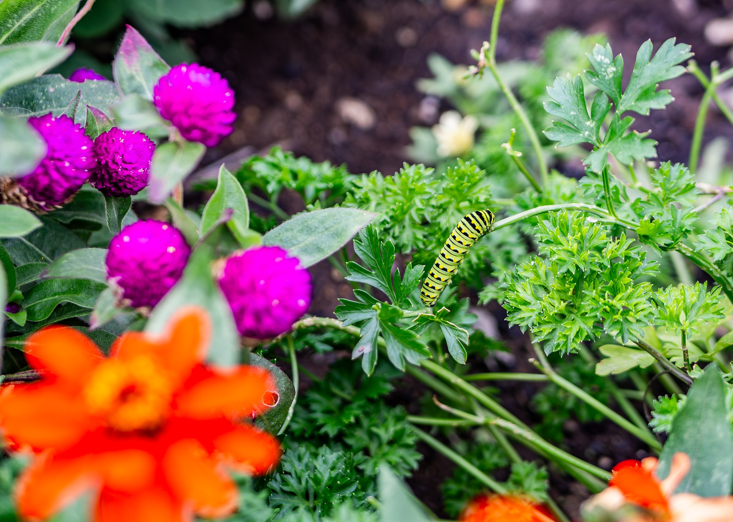 A yellow caterpillar crawls among pink flowers, green foliage, and orange blooms in a garden bed.