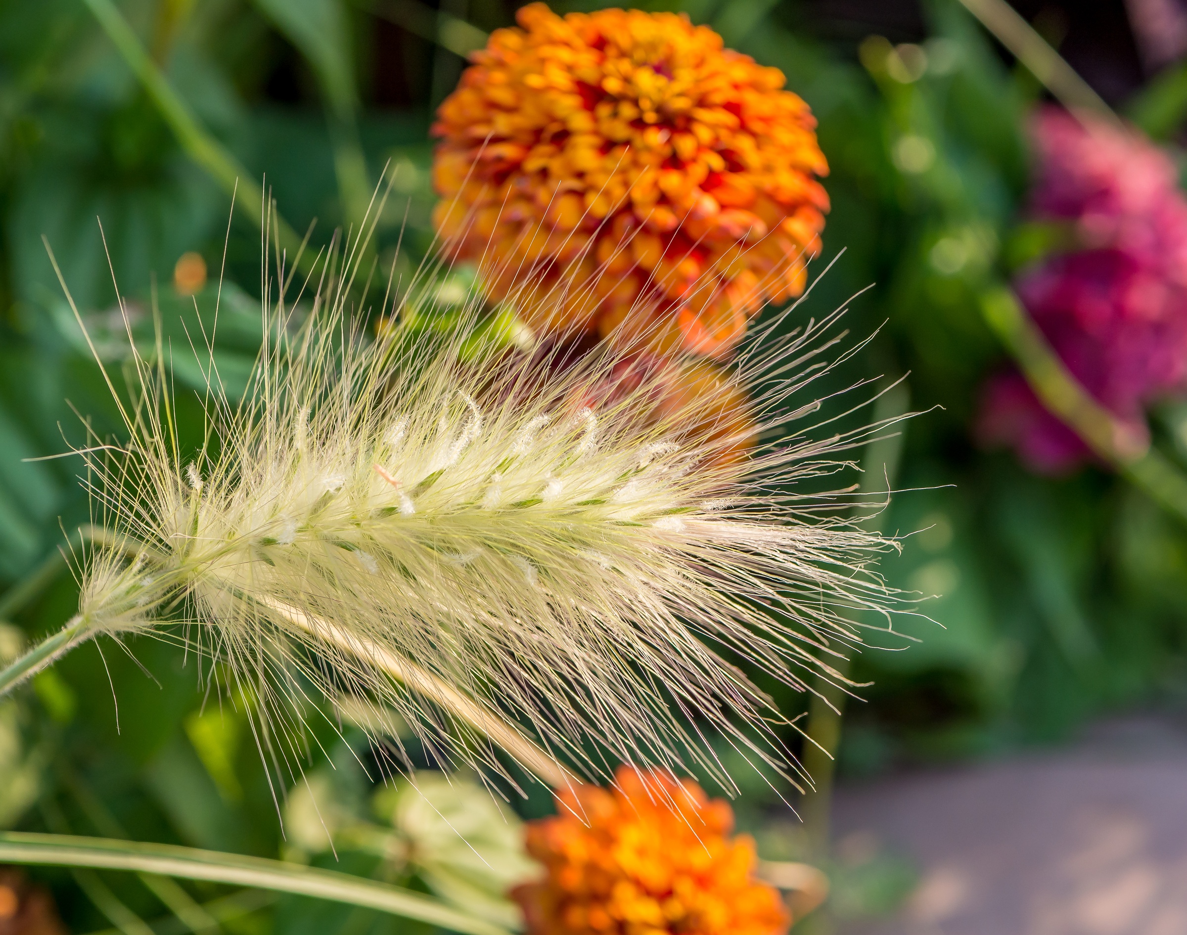 A vibrant orange marigold blooms near a feathery ornamental grass in a garden setting.
