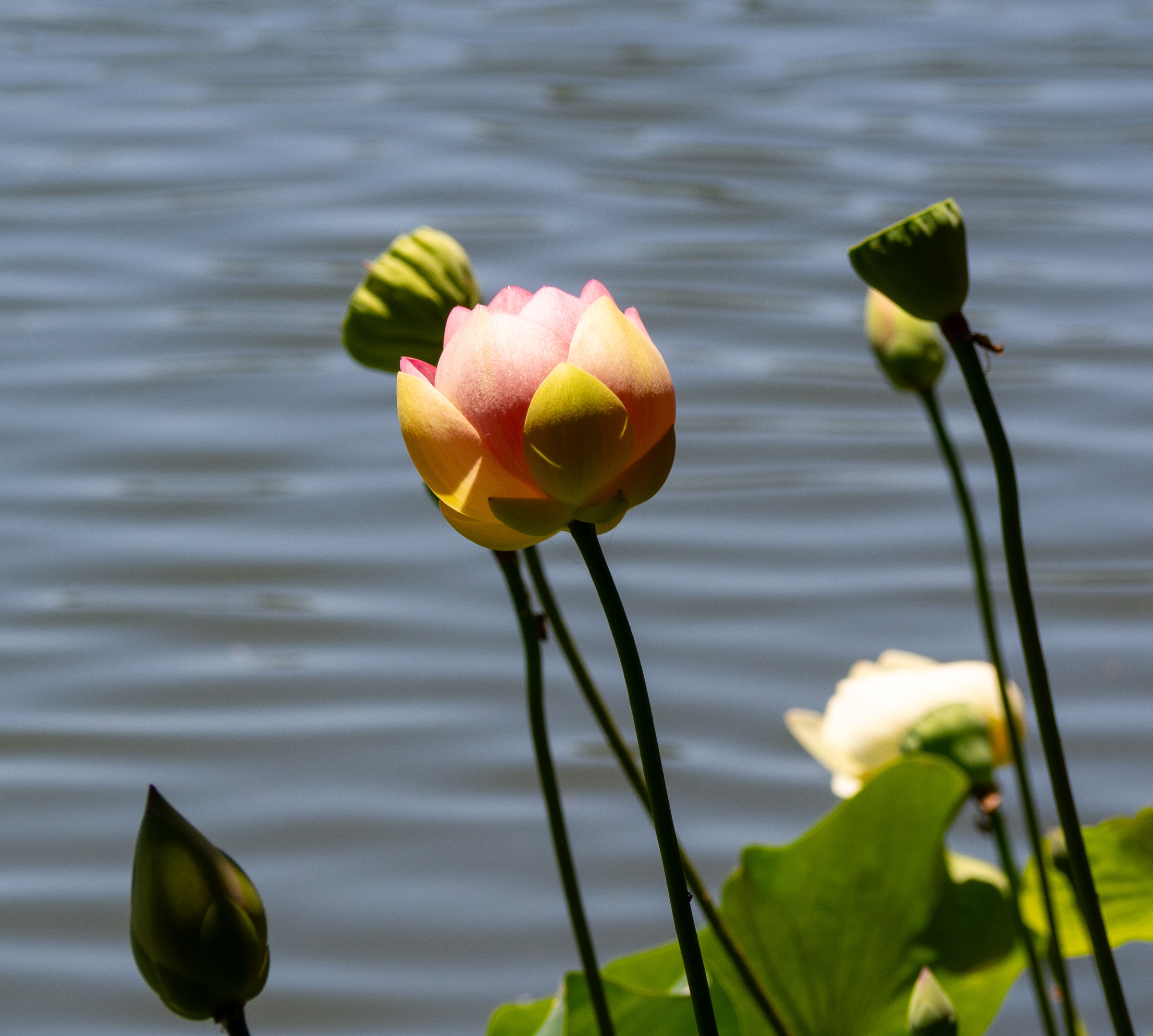 A pink lotus flower blooms above a calm lake with green buds and foliage.