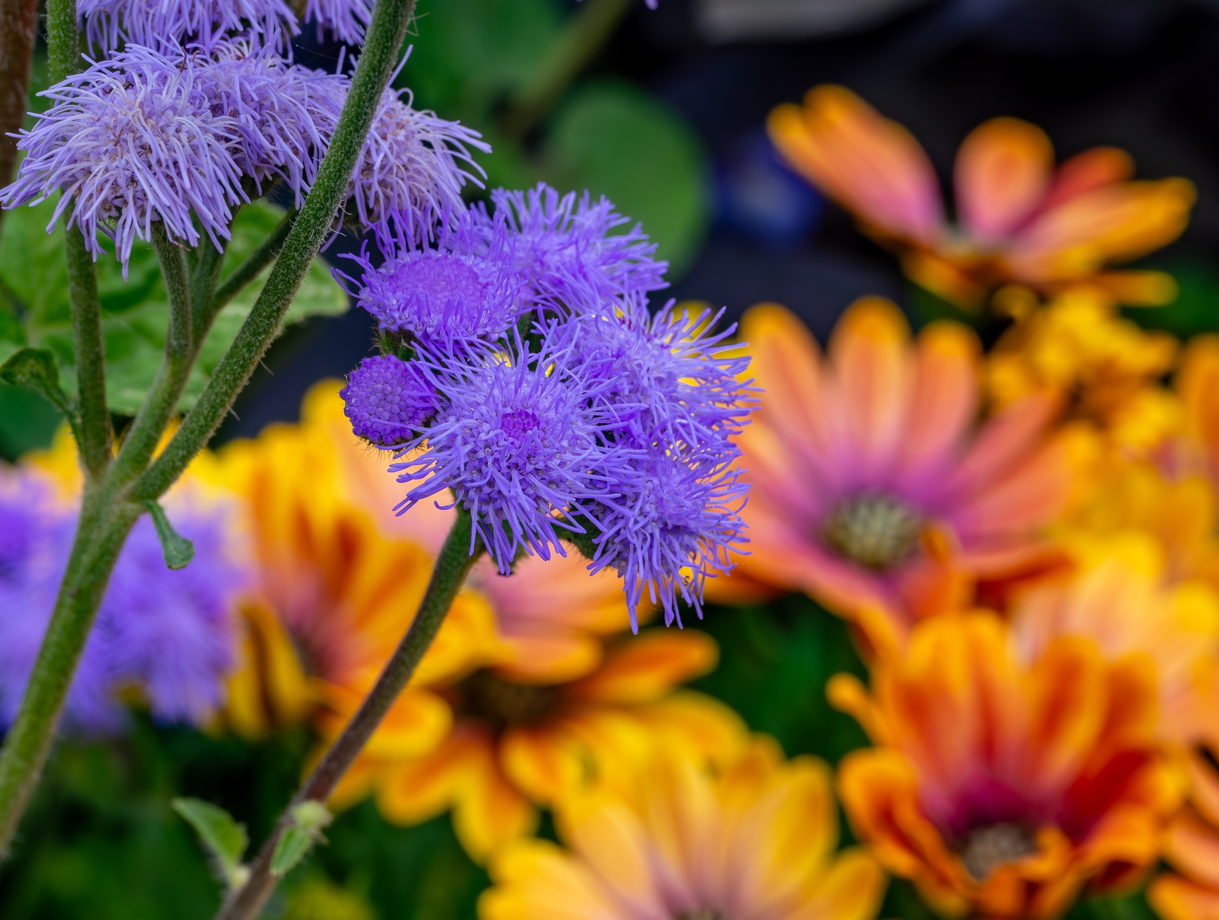 Purple, feathery flowers bloom amongst orange and yellow chrysanthemums in a garden setting.
