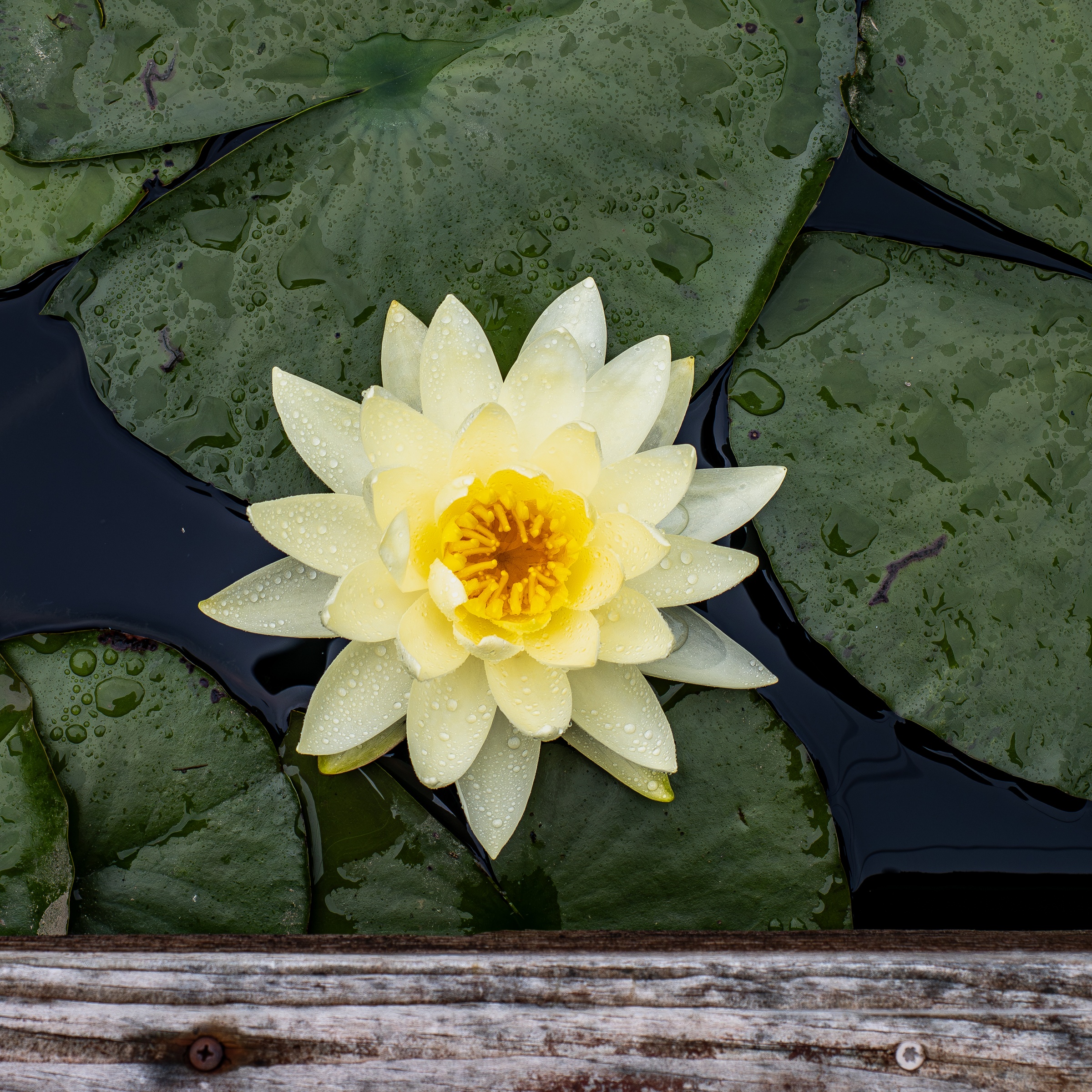 A yellow water lily with green pads floats on dark water, above a weathered wooden edge.