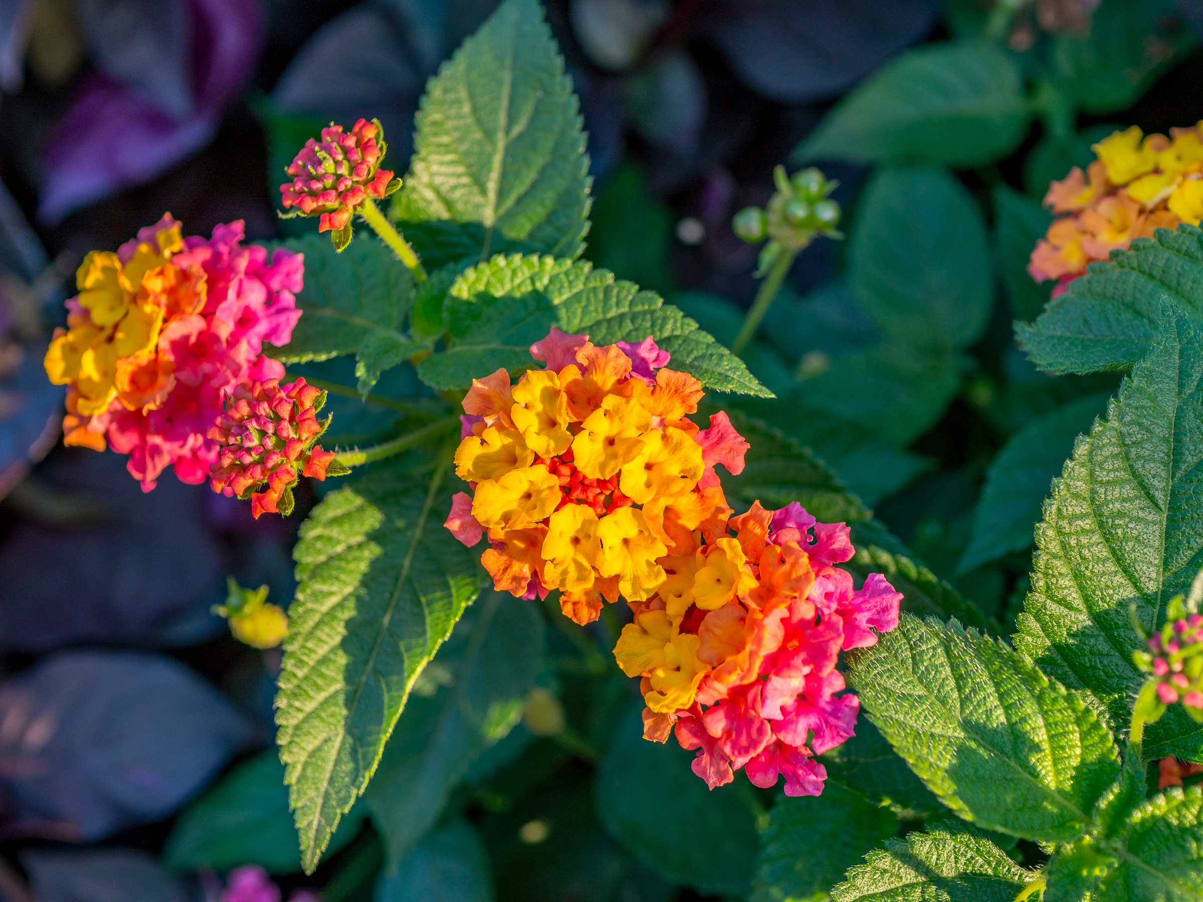 Vibrant yellow, orange, and pink lantana flowers bloom amongst green foliage in a garden setting.