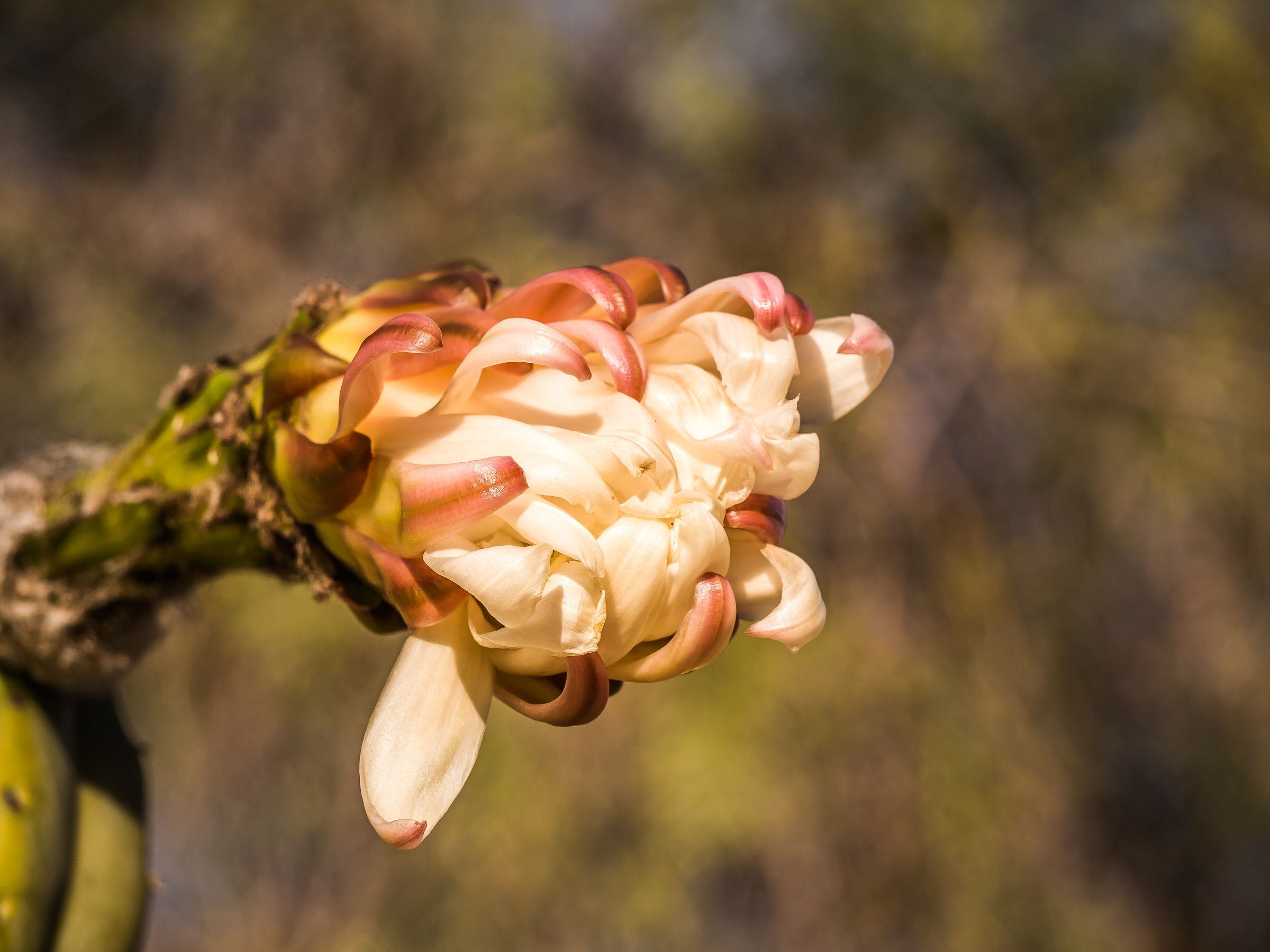 A closed, pale flower bud extends from a stem against a blurred background of green foliage.