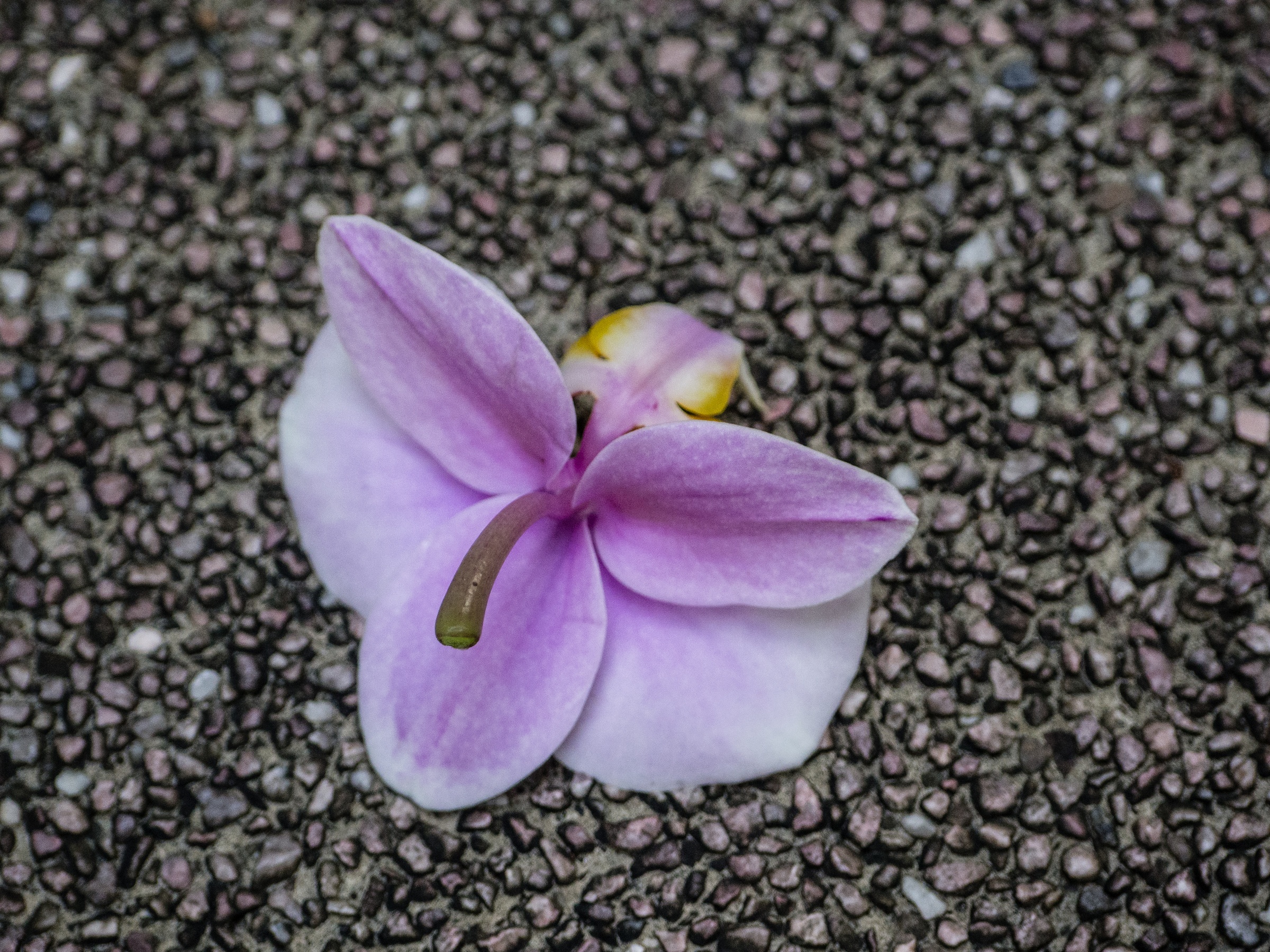 A fallen pink flower rests on a textured gray and pink surface.